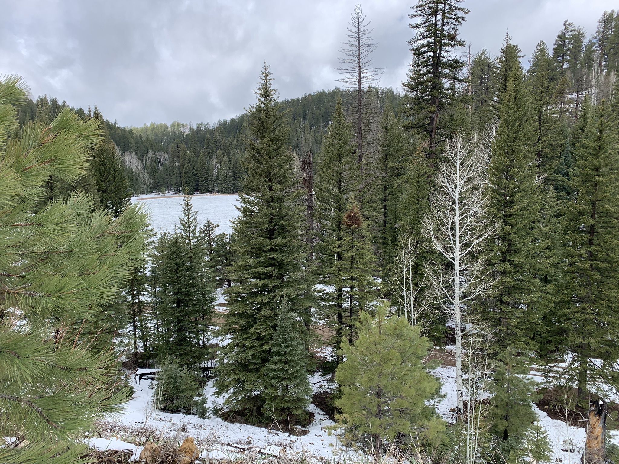 Dense evergreen forest with snow on the ground under a cloudy sky. - Point Imperial