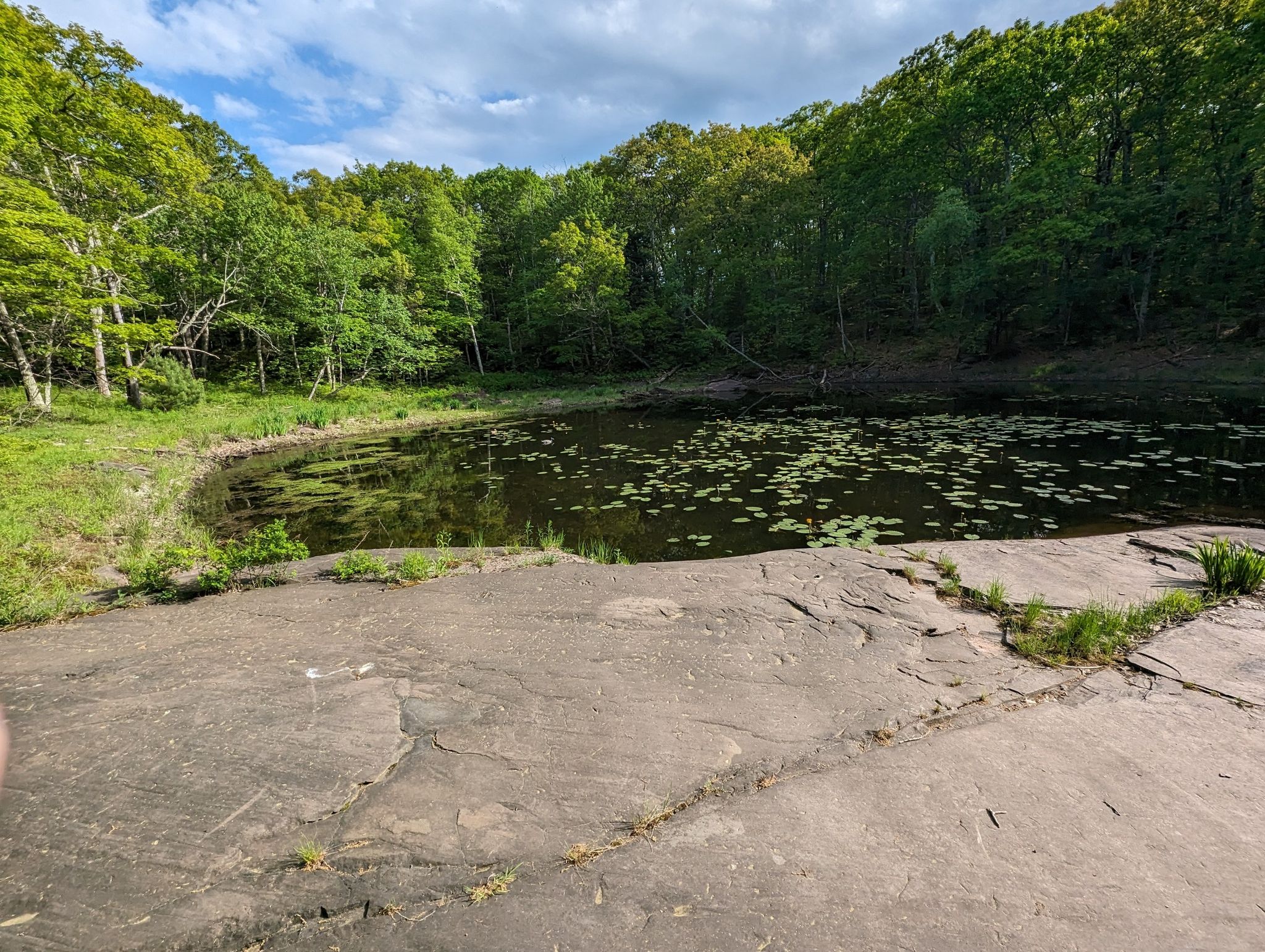 A pond with lily pads, surrounded by green trees under a cloudy sky. - Catskill Escarpment Trail and Schutt Road Loop