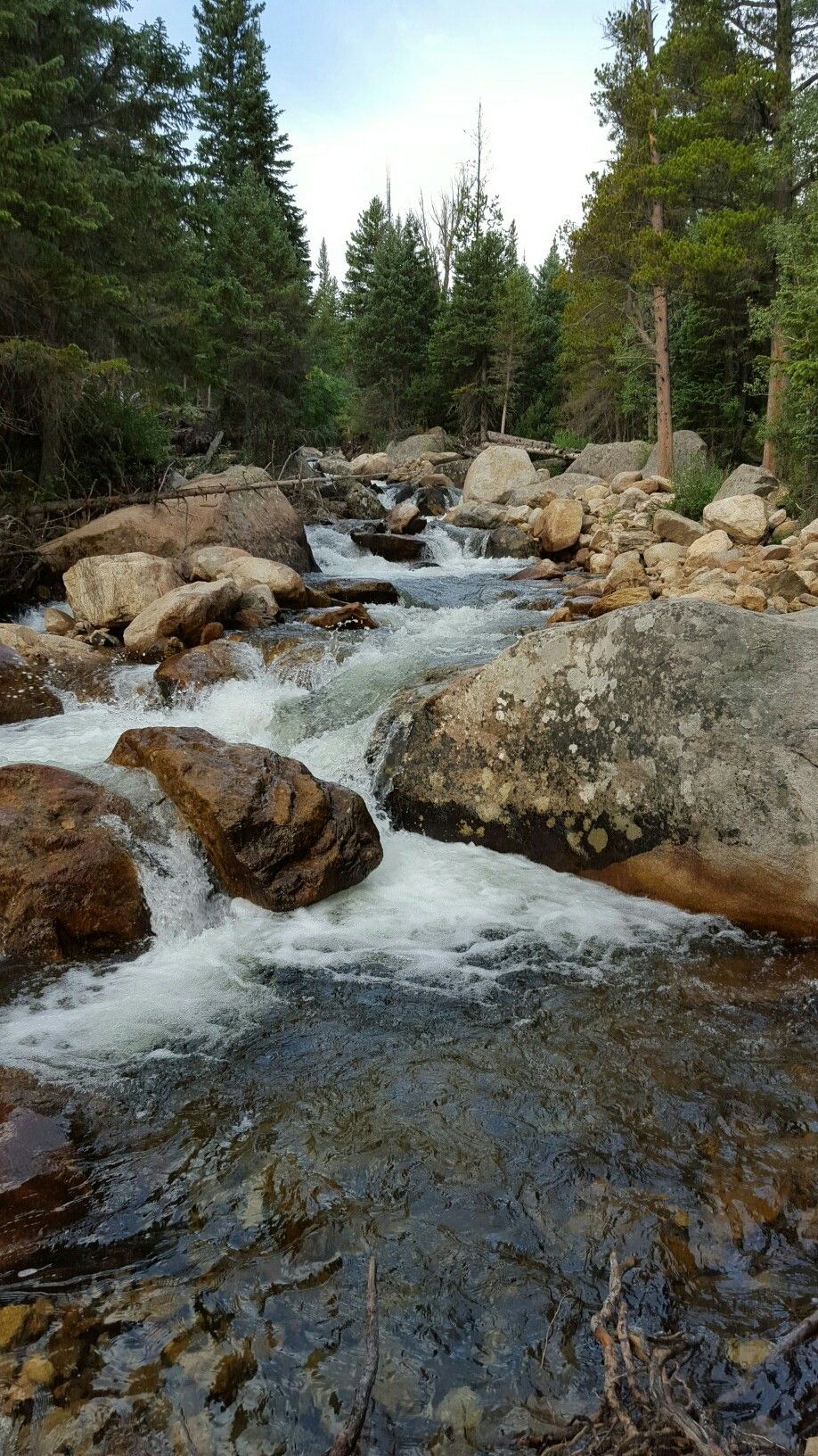 Rushing river with large rocks, surrounded by tall pine trees under cloudy sky. - Calypso Cascades via Wild Basin Trail