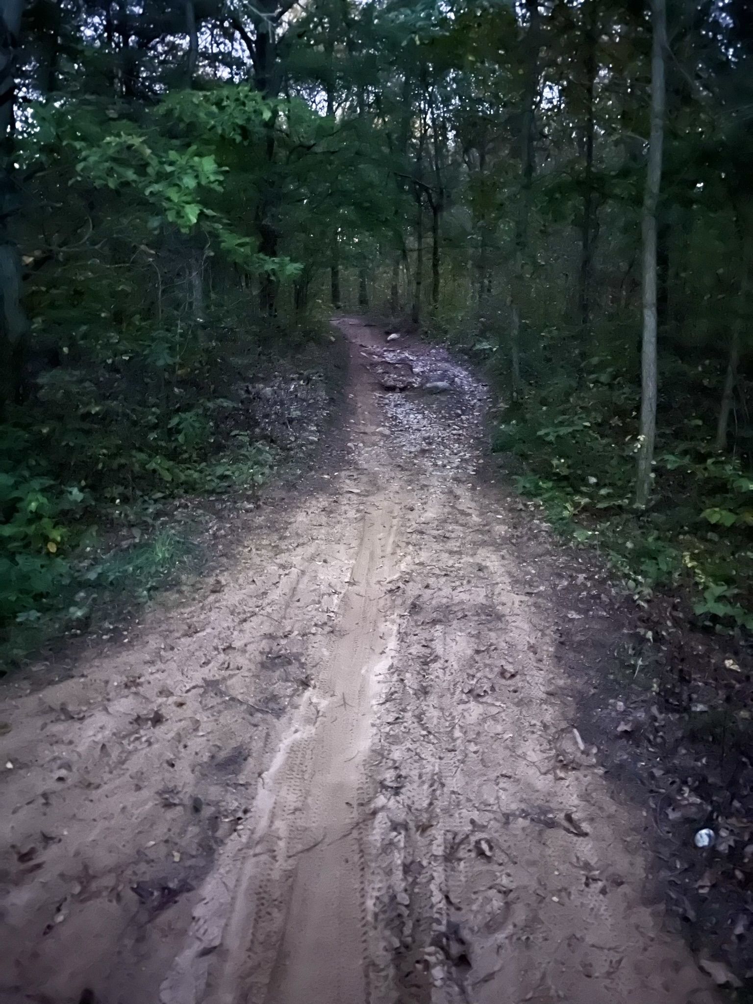 A muddy dirt trail winds through a dense, dimly lit forest. - Deep Lake Trail