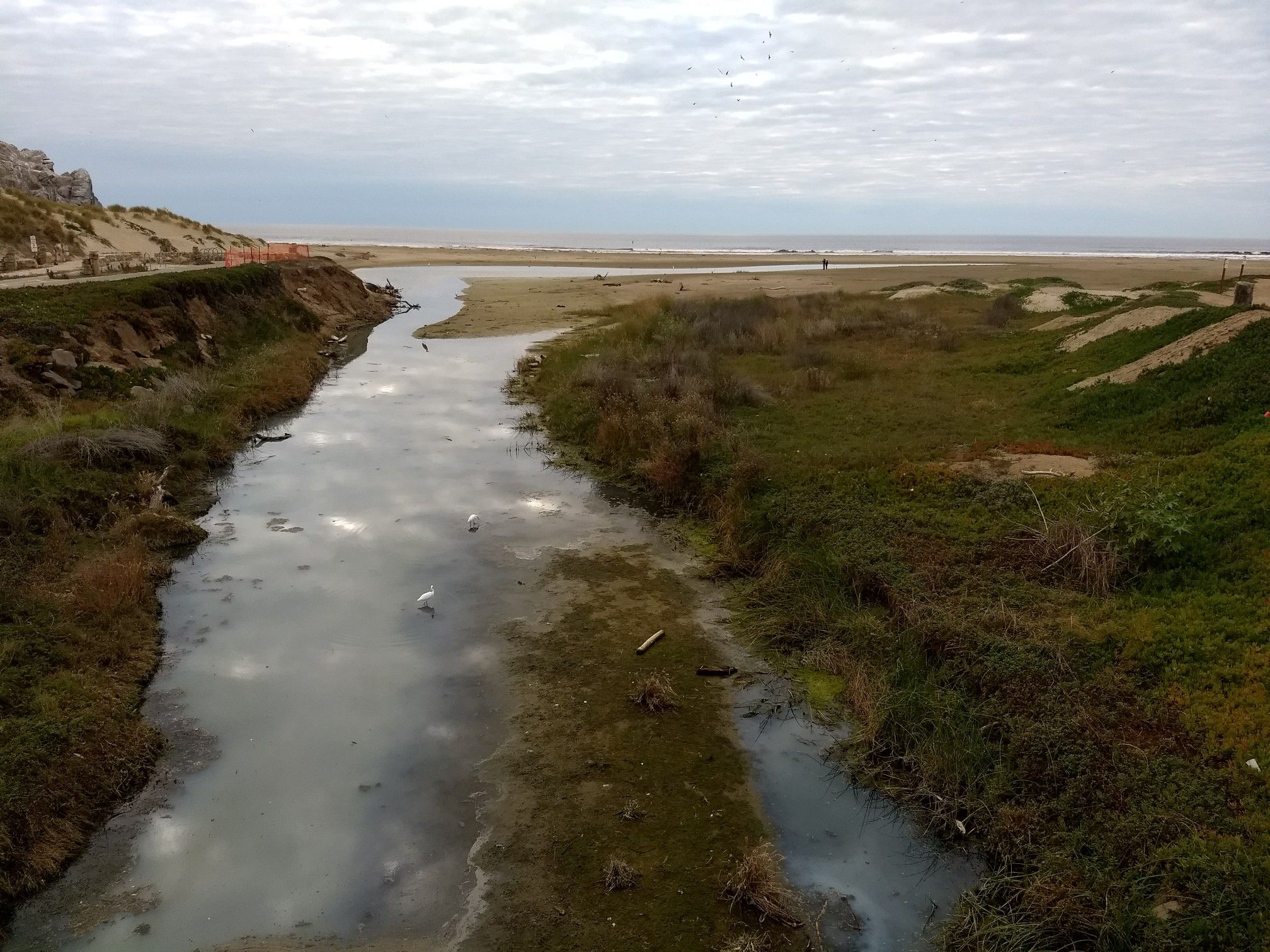 Muddy river flows through grassy dunes towards a cloudy ocean. - Morro Bay Harbor – Spooner's Cove loop from Morro Strand State Beach