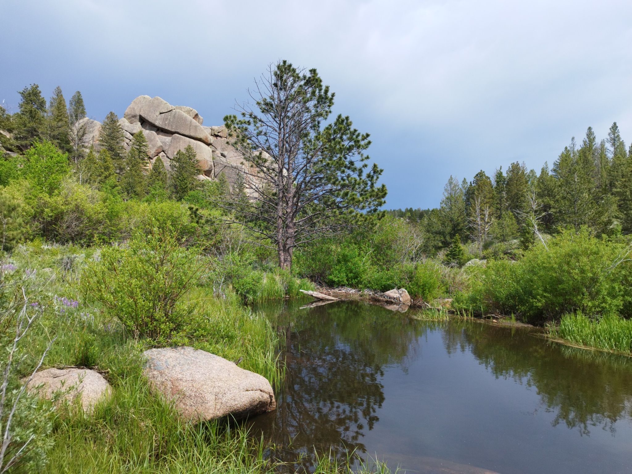Still pond reflects a tall pine tree, surrounded by green foliage and rocky hills. - Cow and Skeleton Trail Loop