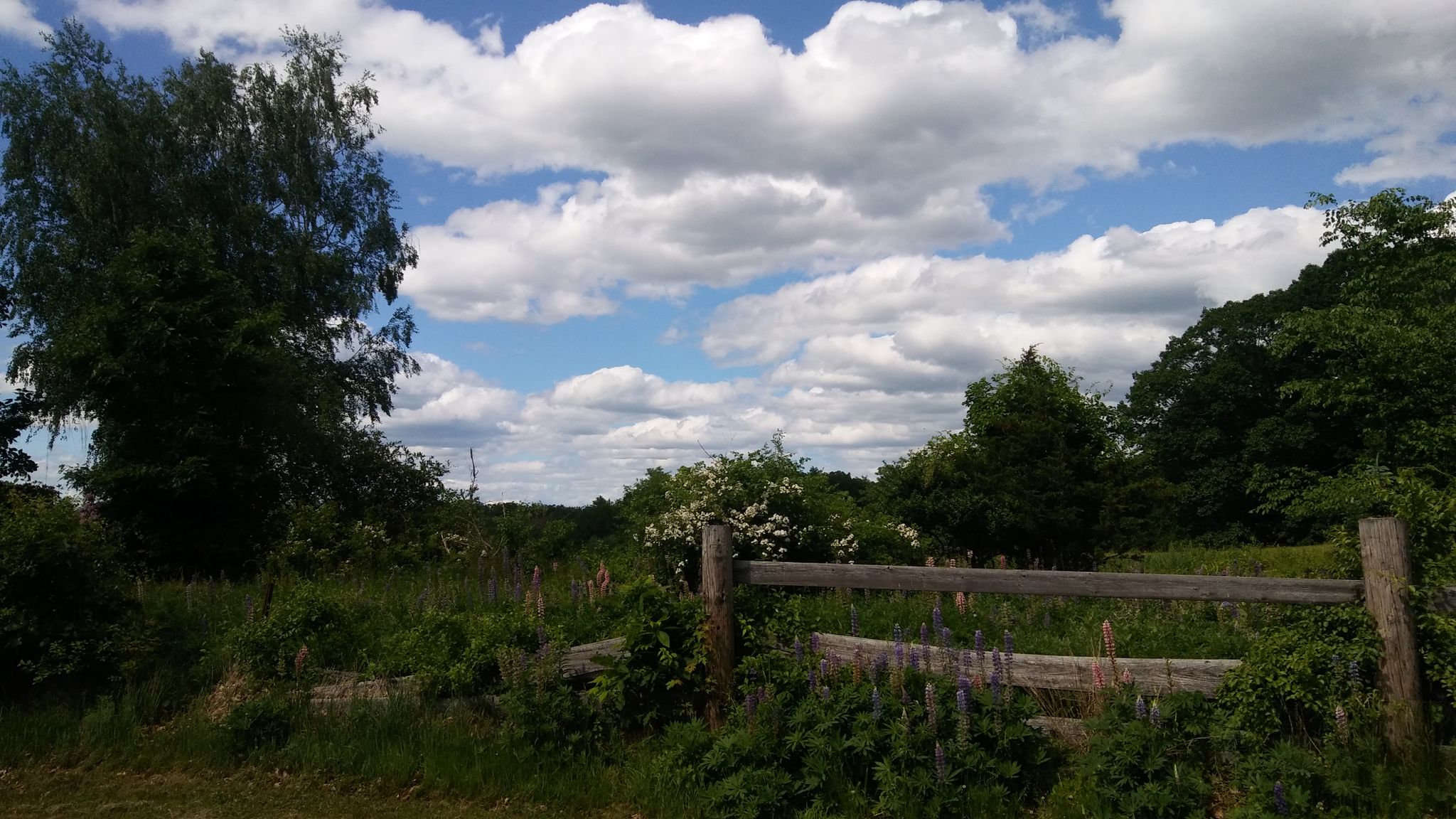 A rustic wooden fence in a sunny, overgrown field under a cloudy sky. - Historic Downtown Dover – Cochecho Falls (Cocheco Falls) loop from Dover