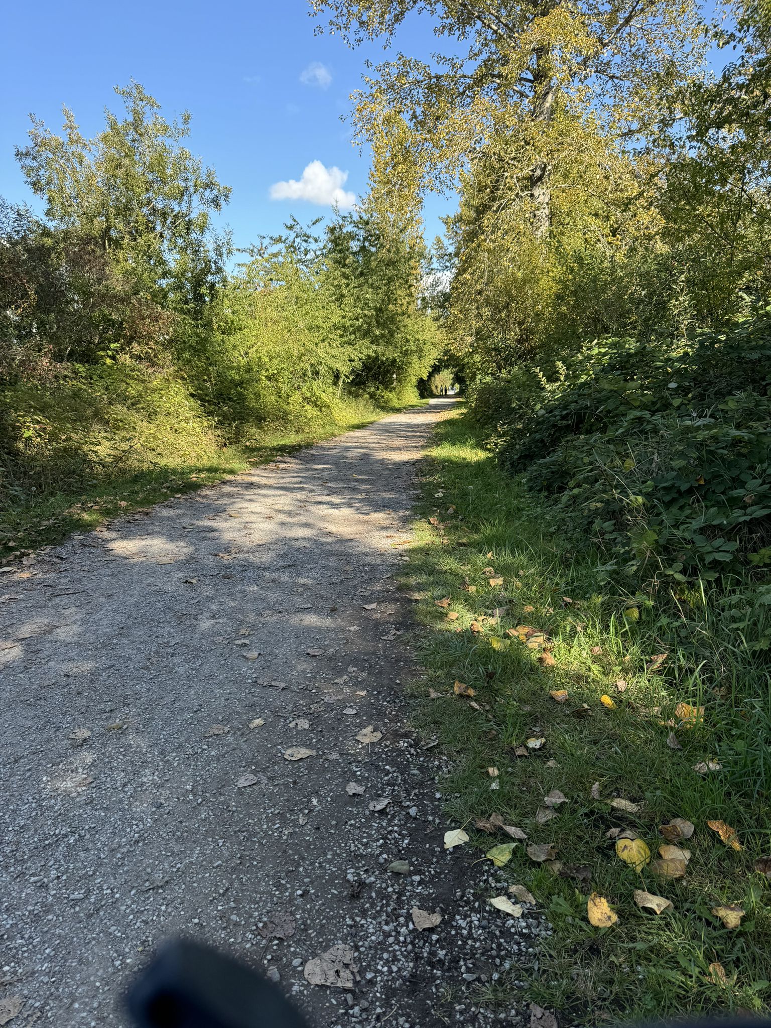 A sunlit gravel path winds through a lush green forest on a clear day. - Railroad Trail – Railroad Trail loop from Barkley Trail