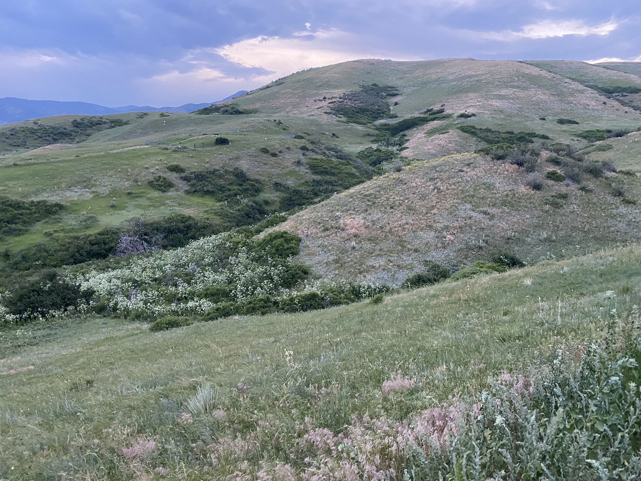 Rolling green hills covered in wildflowers under a cloudy sky. - Green Mountain Loop