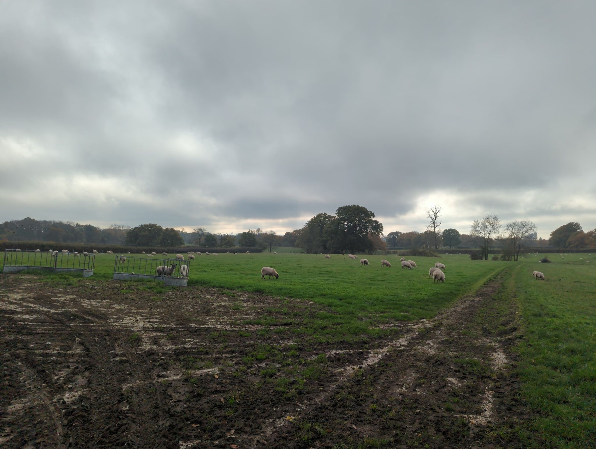 a field of lambs