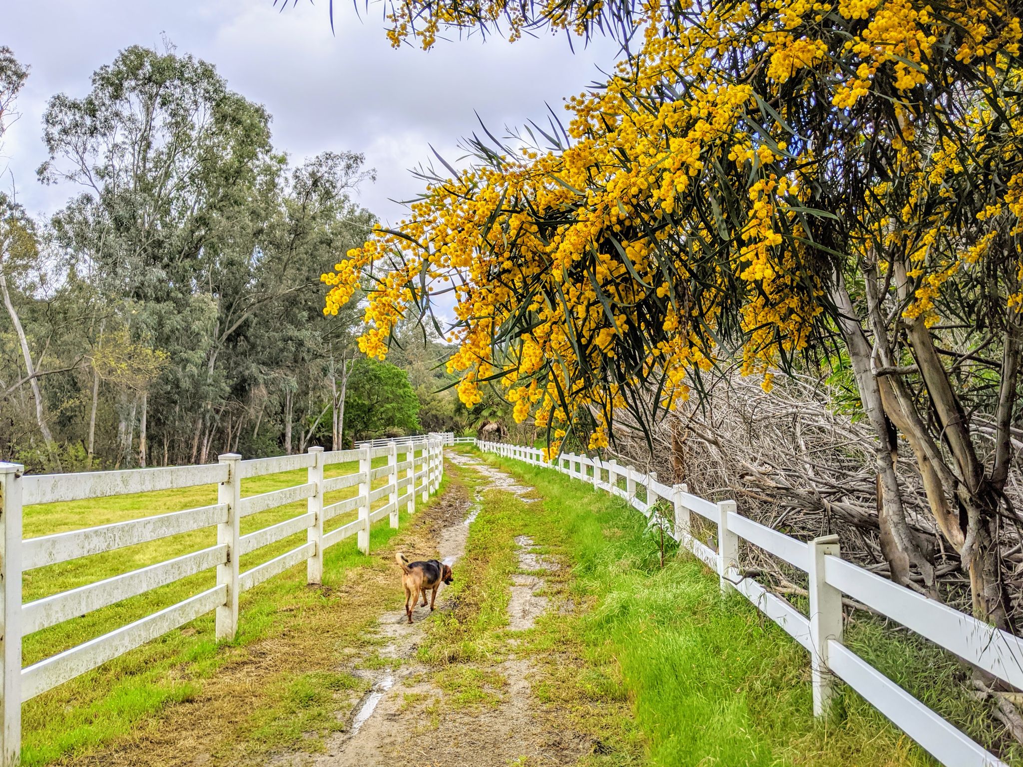 A dog walks on a dirt path between white fences under yellow flowering trees. - Wildflower Trail