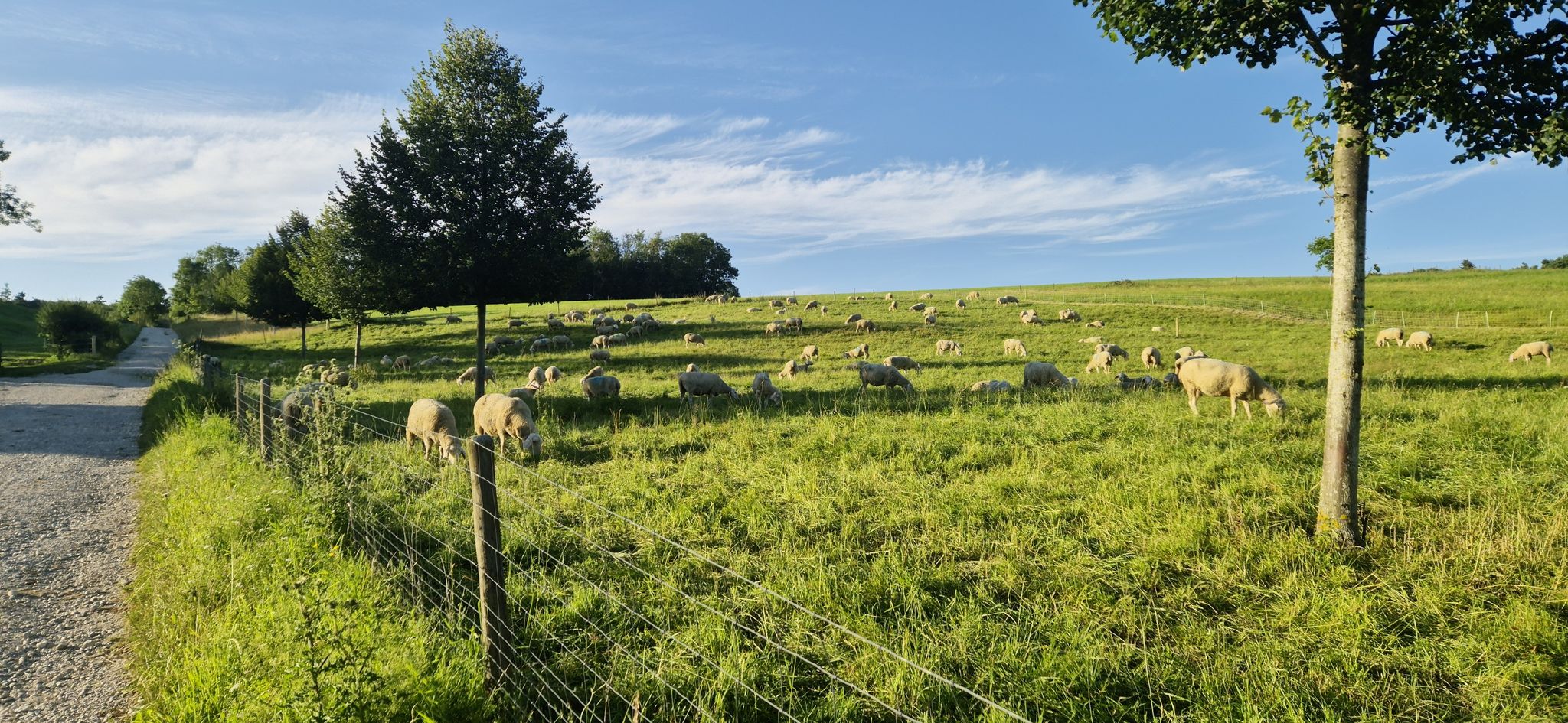 schafweide