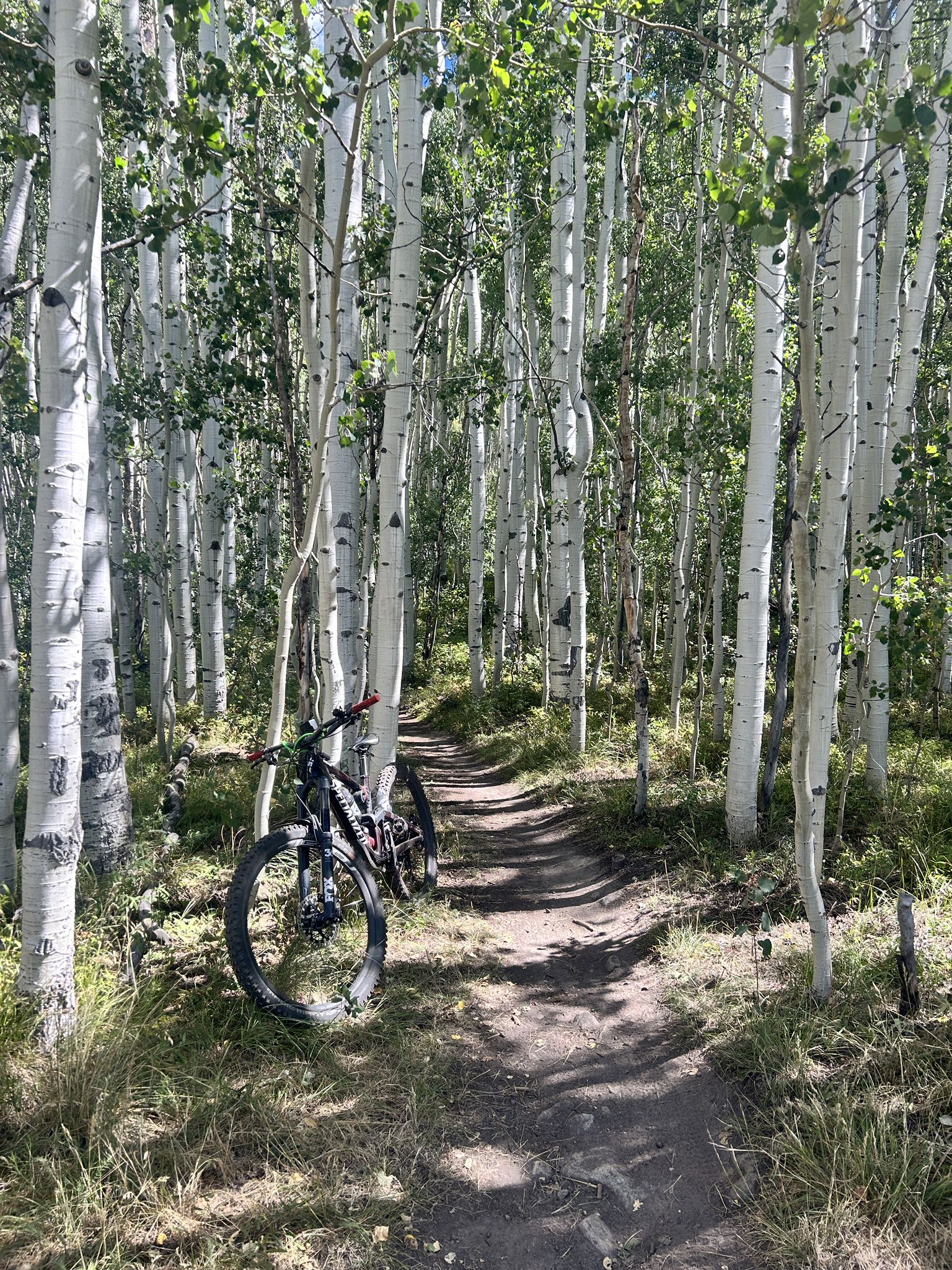 Mountain bike on a sun-dappled dirt path through a dense aspen forest. - Skyland-Bridges Loop