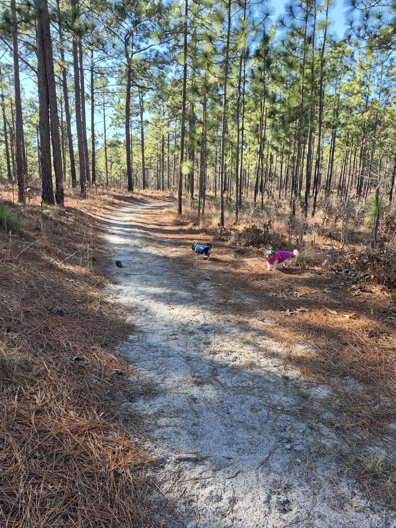 Two dogs on a sunny dirt path through a tall pine forest. - Longleaf Pine Trail Loop