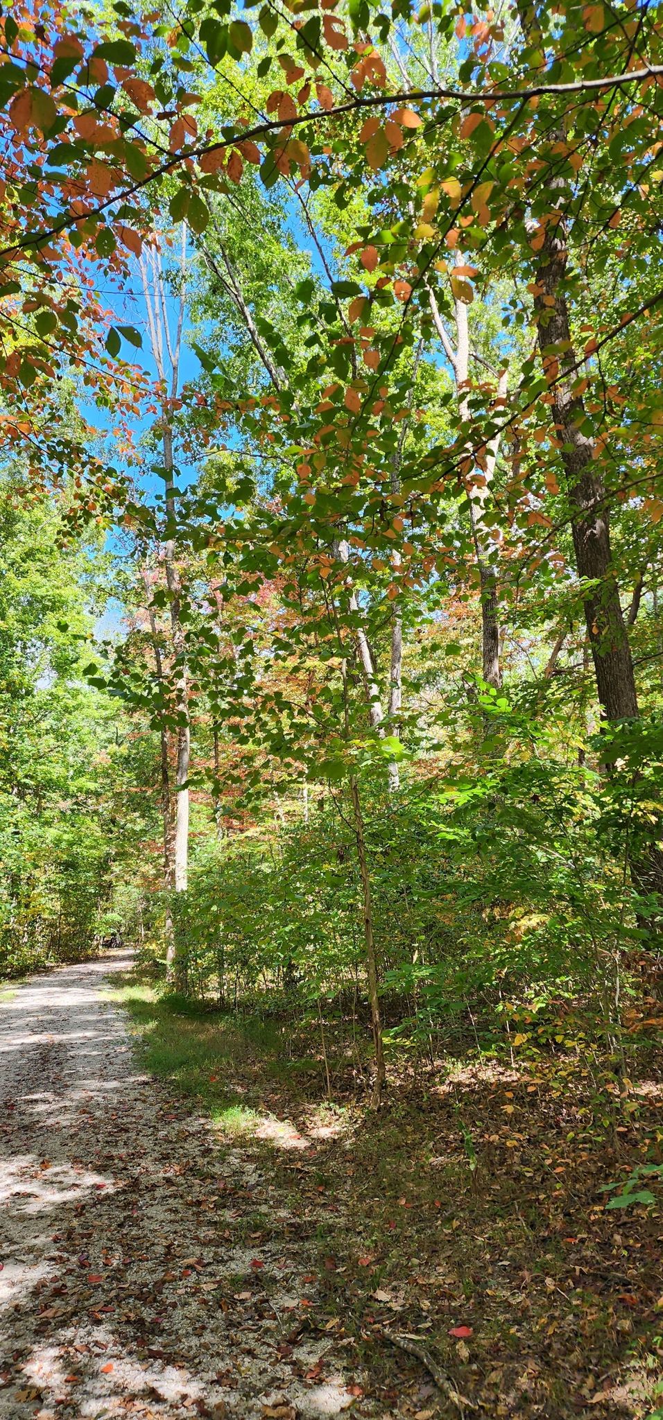 A sun-dappled path through a forest with green and changing autumn leaves. - Mammoth Cave Railroad Bike & Hike Trail