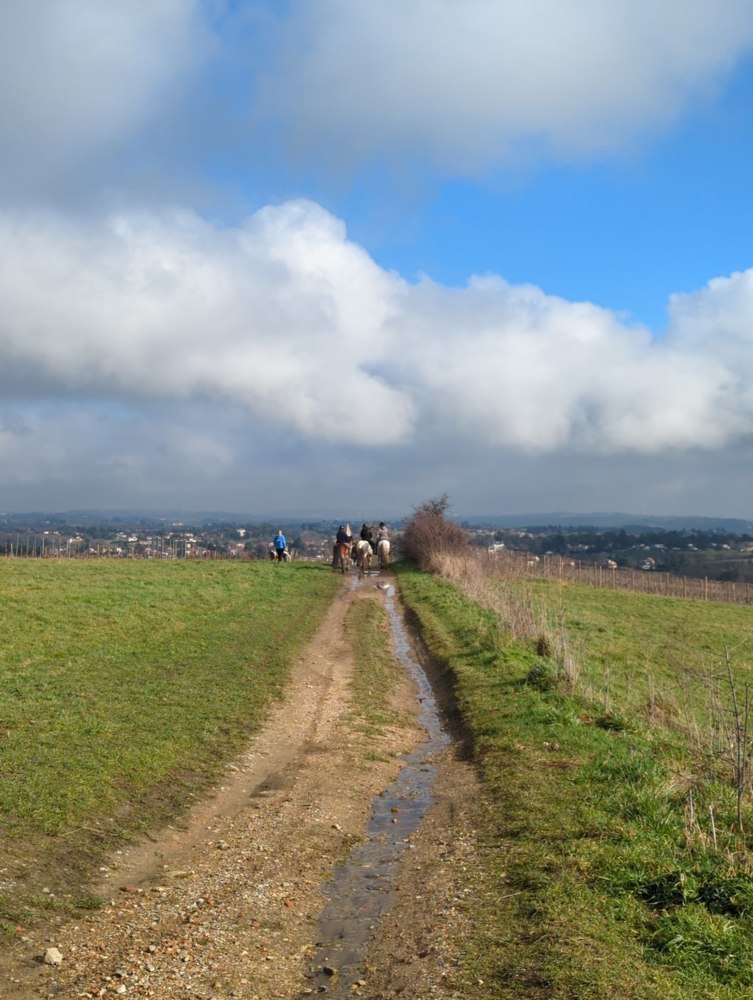 chevaux et panorama