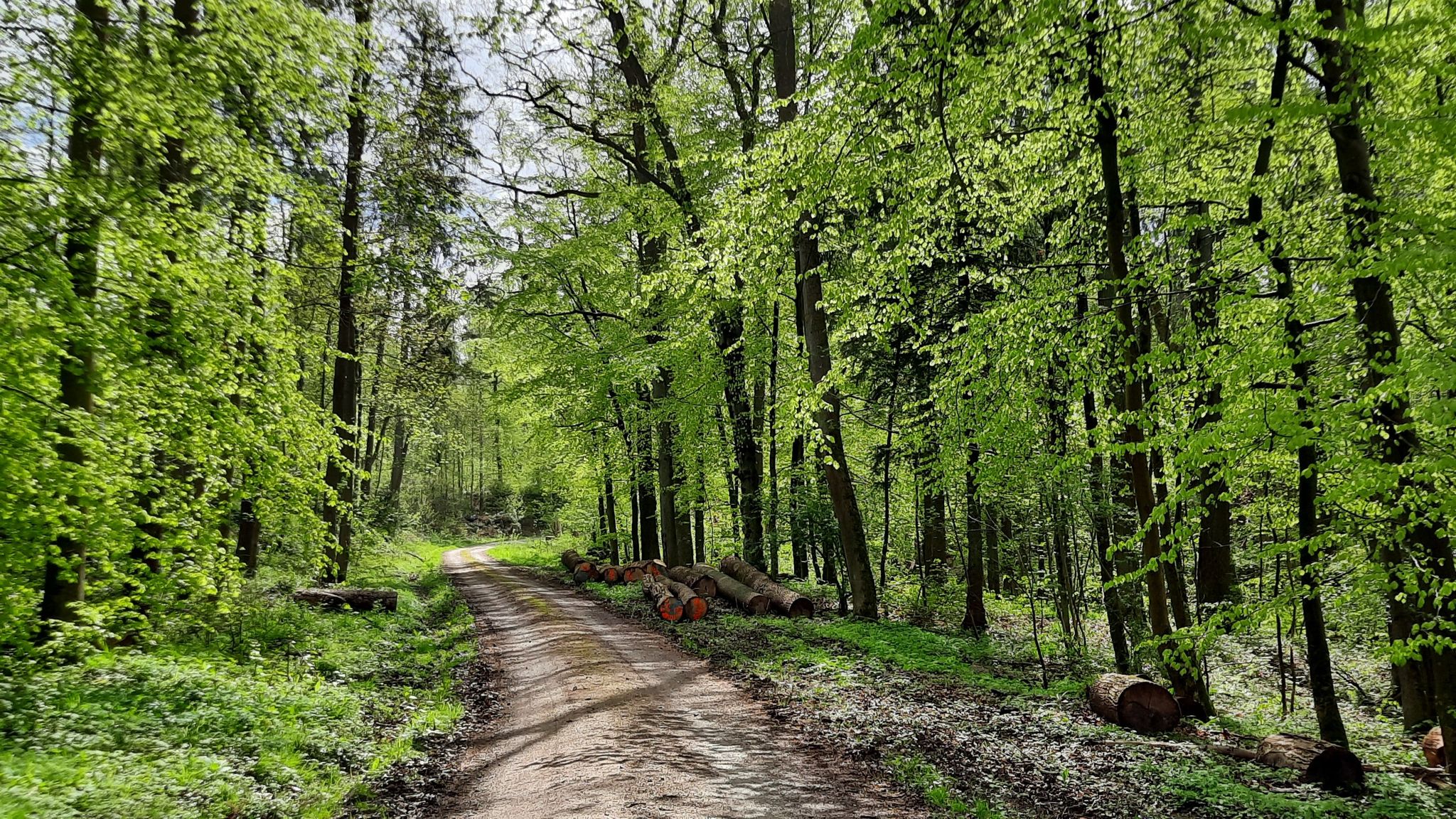 gut fahrbarer Waldweg zwischen Westerhof  und K 409