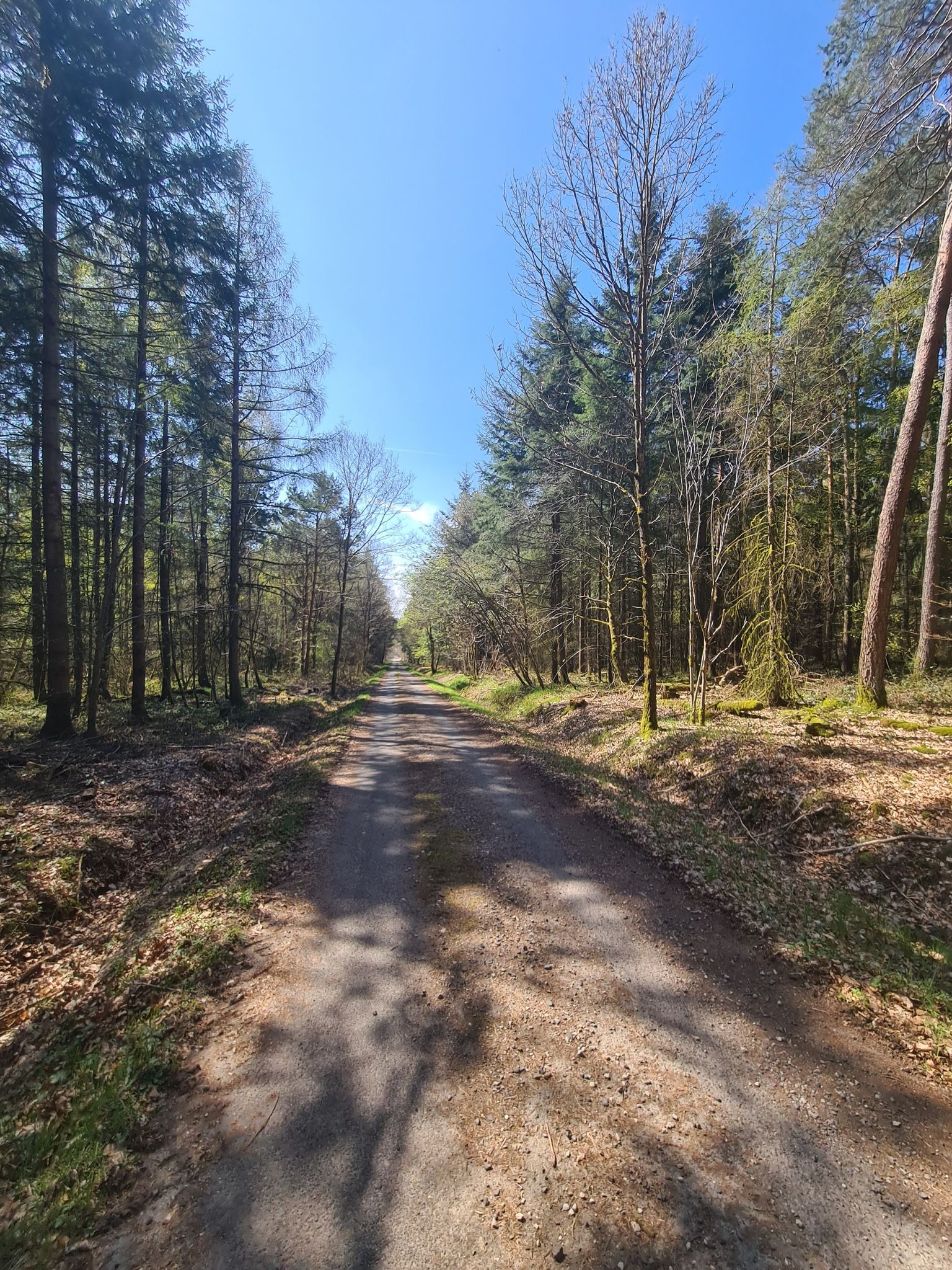 Asphaltierter Waldweg