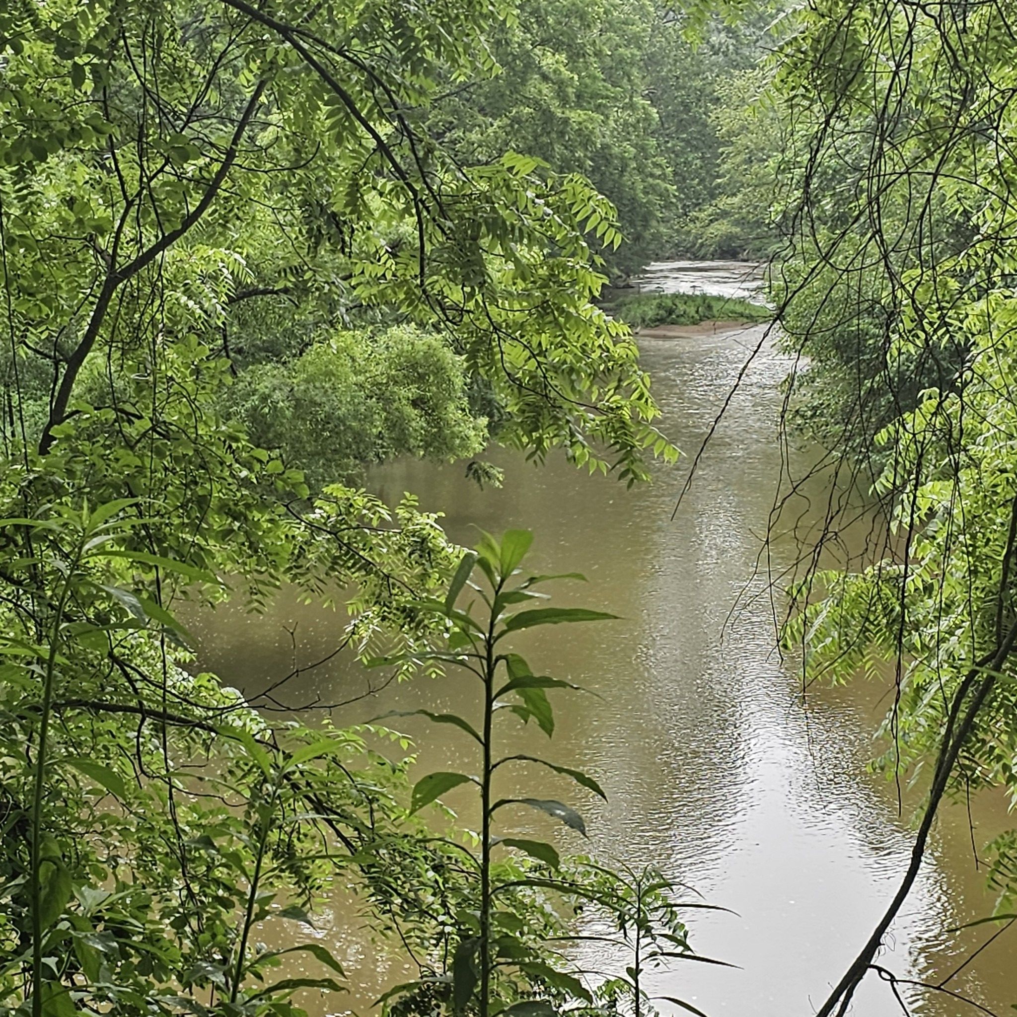 Winding river through a dense, vibrant green forest on an overcast day. - New River Trail: Galax to Fries Junction