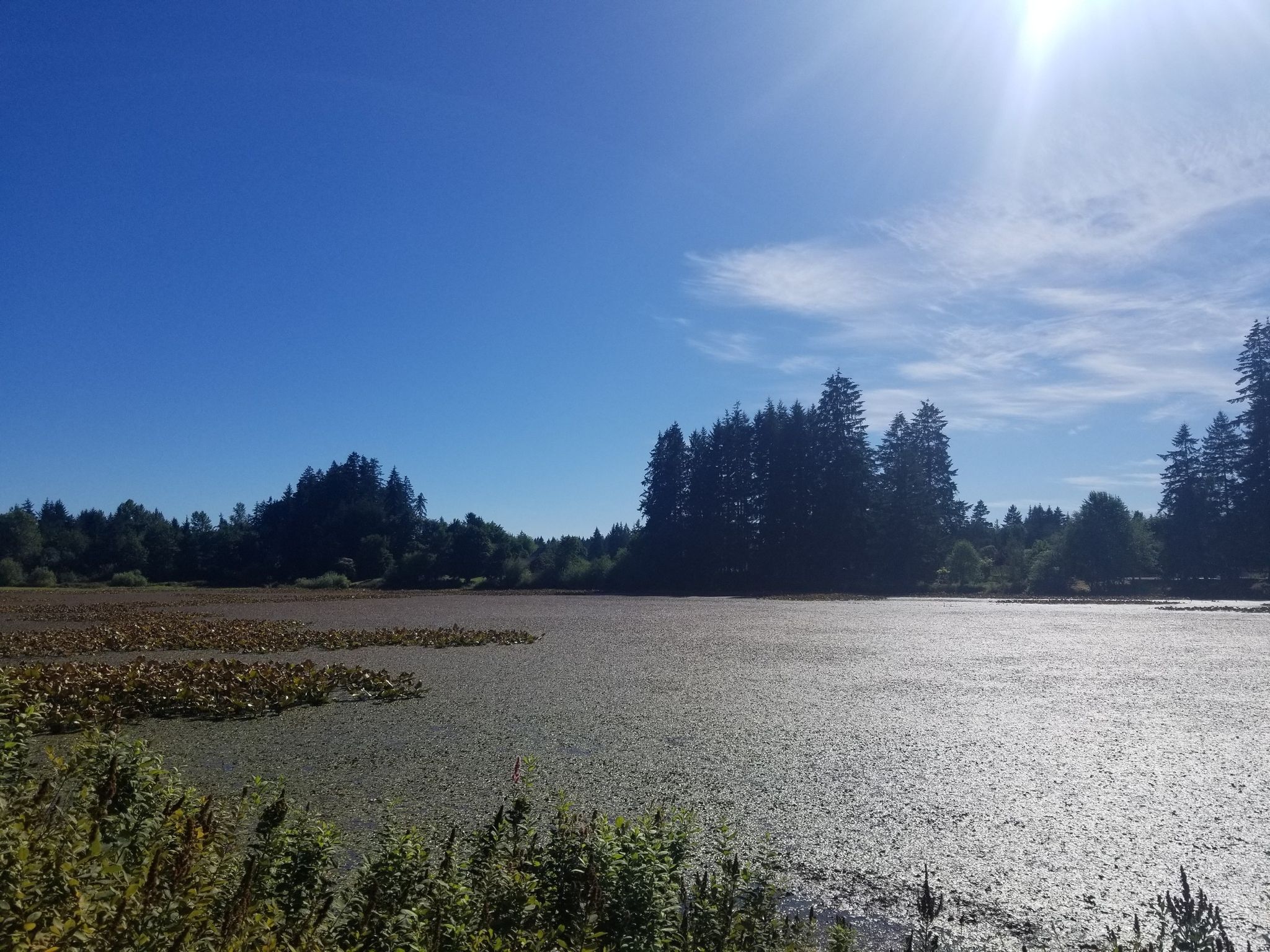 Sunny lake covered in lily pads, surrounded by lush green forest. - Chehalis Western Trail