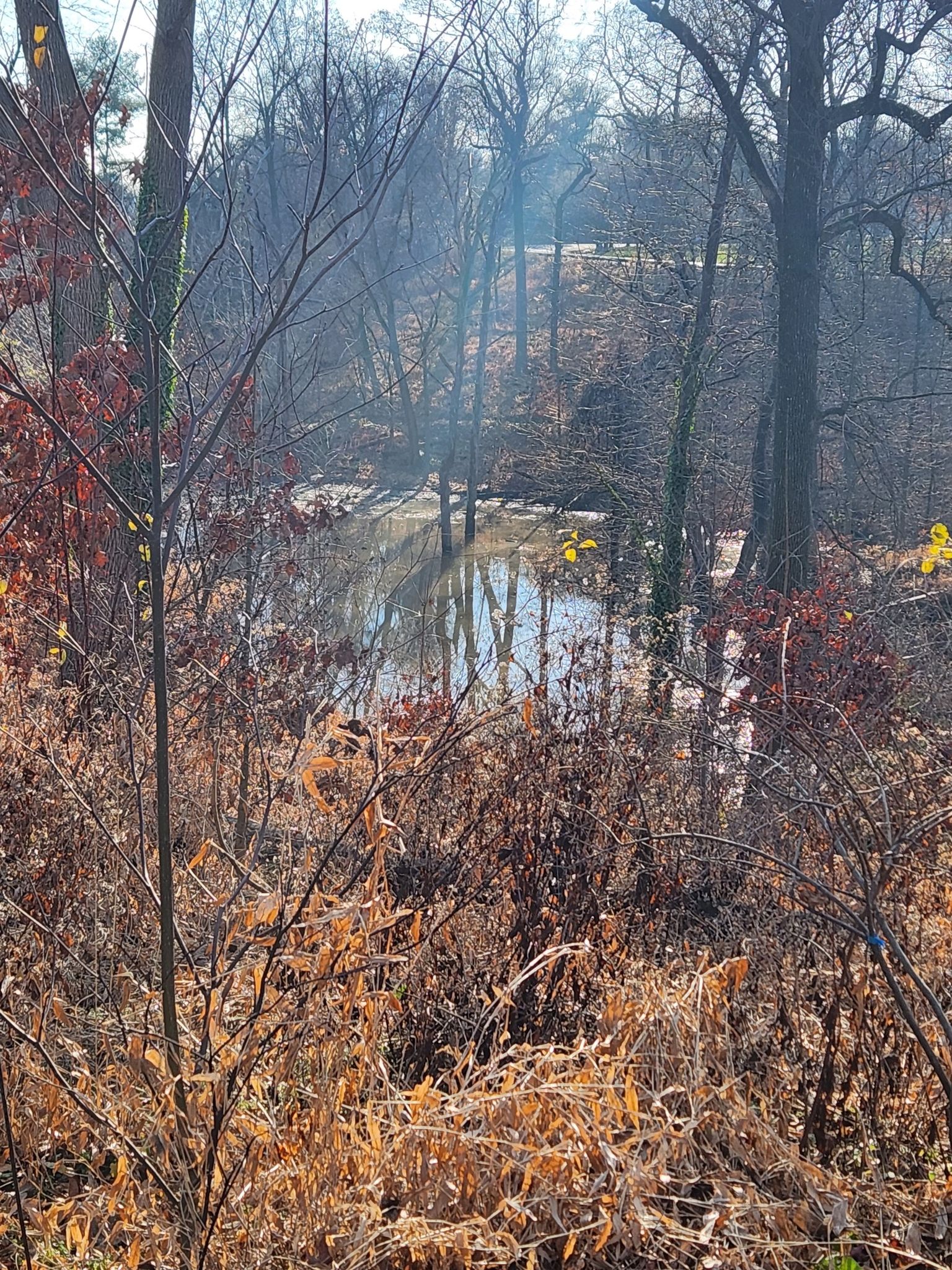 Sunny forest pond surrounded by bare trees and dry brown undergrowth. - Centennial Loop