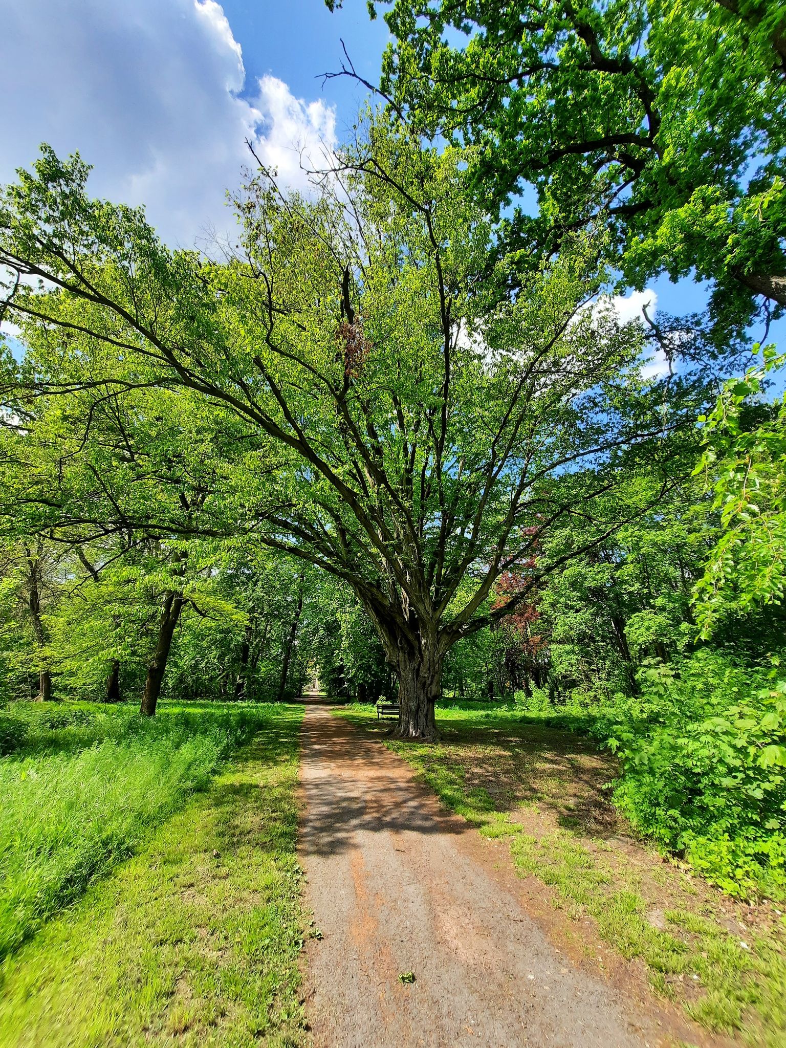 im Schlosspark Großpaschleben