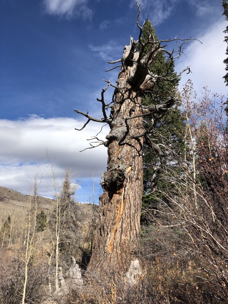 A tall, gnarled dead tree stands against a blue sky. - Lower Cataract Lake Loop