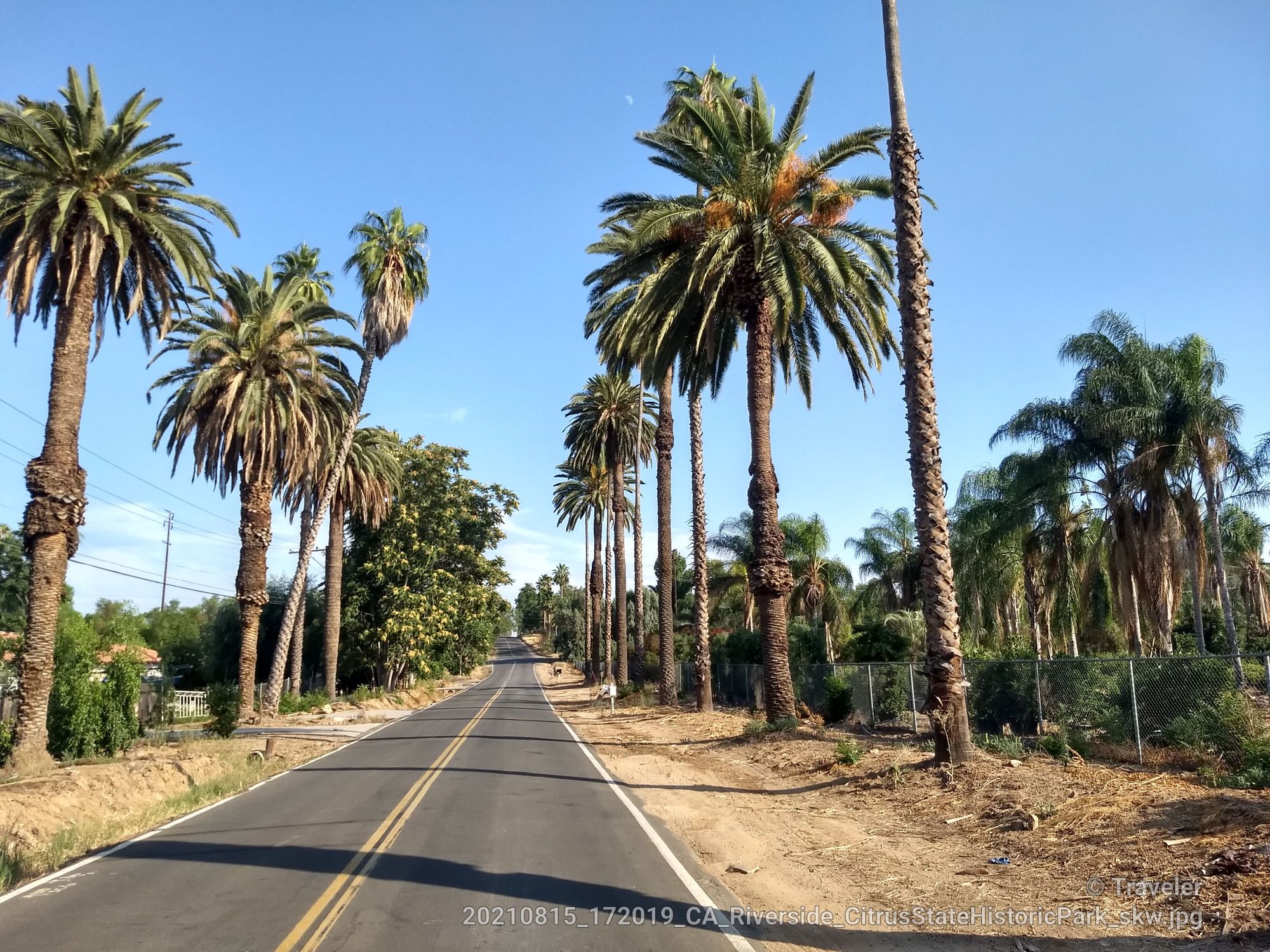 A straight road lined with numerous tall palm trees under a clear blue sky. - Mission Inn Museum – Riverside County Courthouse loop from Riverside Steamers Mini Train