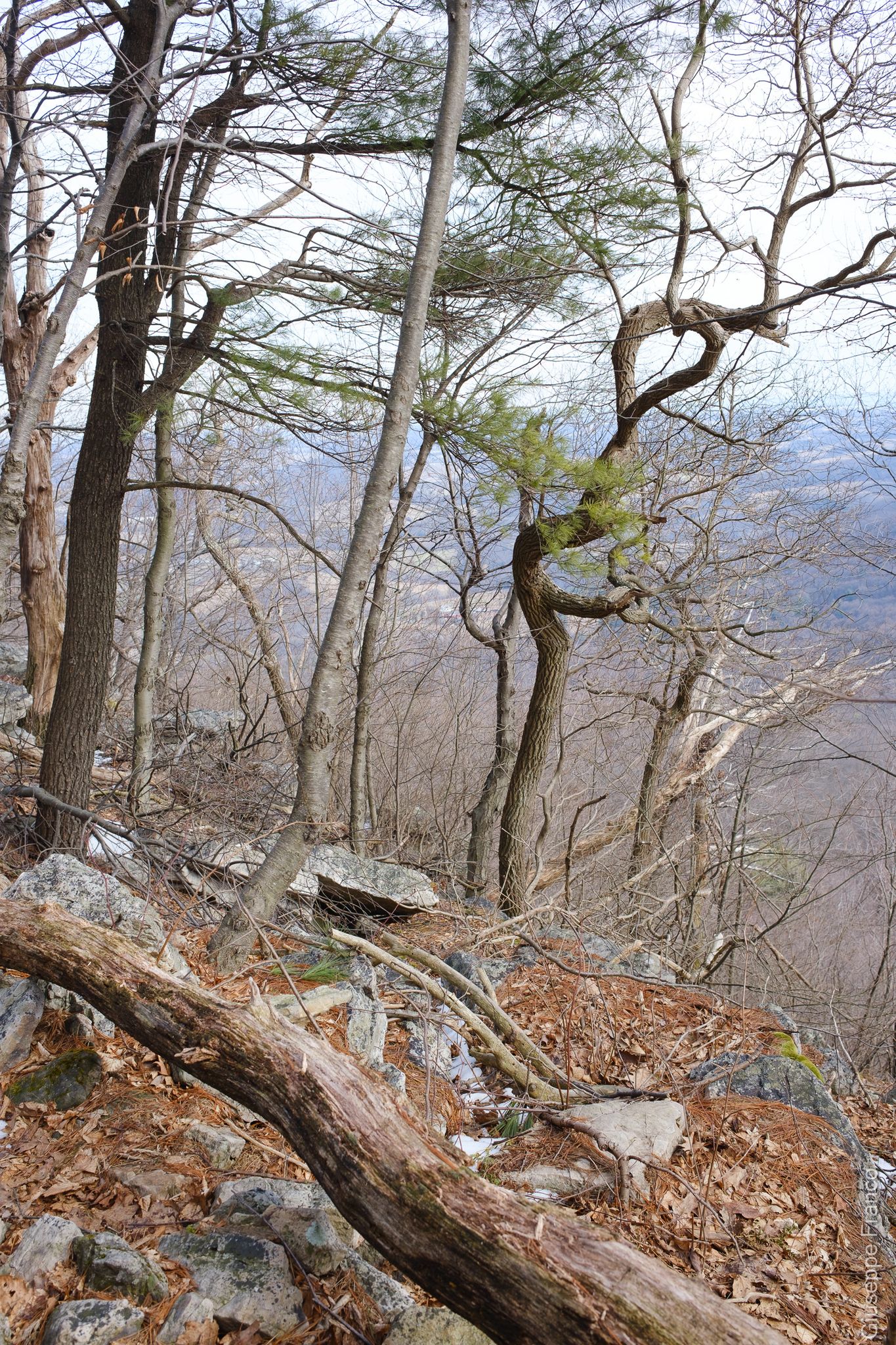 A steep, rocky forest slope with bare trees and a distant valley view. - Appalachian Trail: Port Clinton to Highway 309