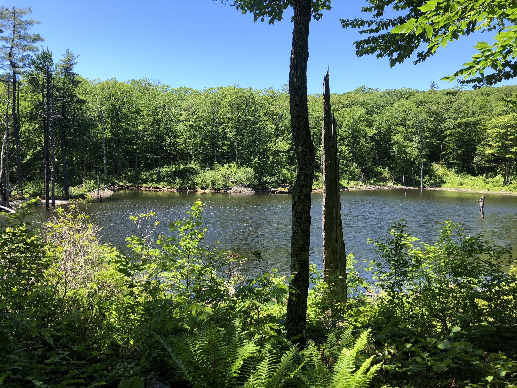 A serene pond surrounded by vibrant green forest under a clear blue sky. - Appalachian Trail to Mount Wilcox North Shelter