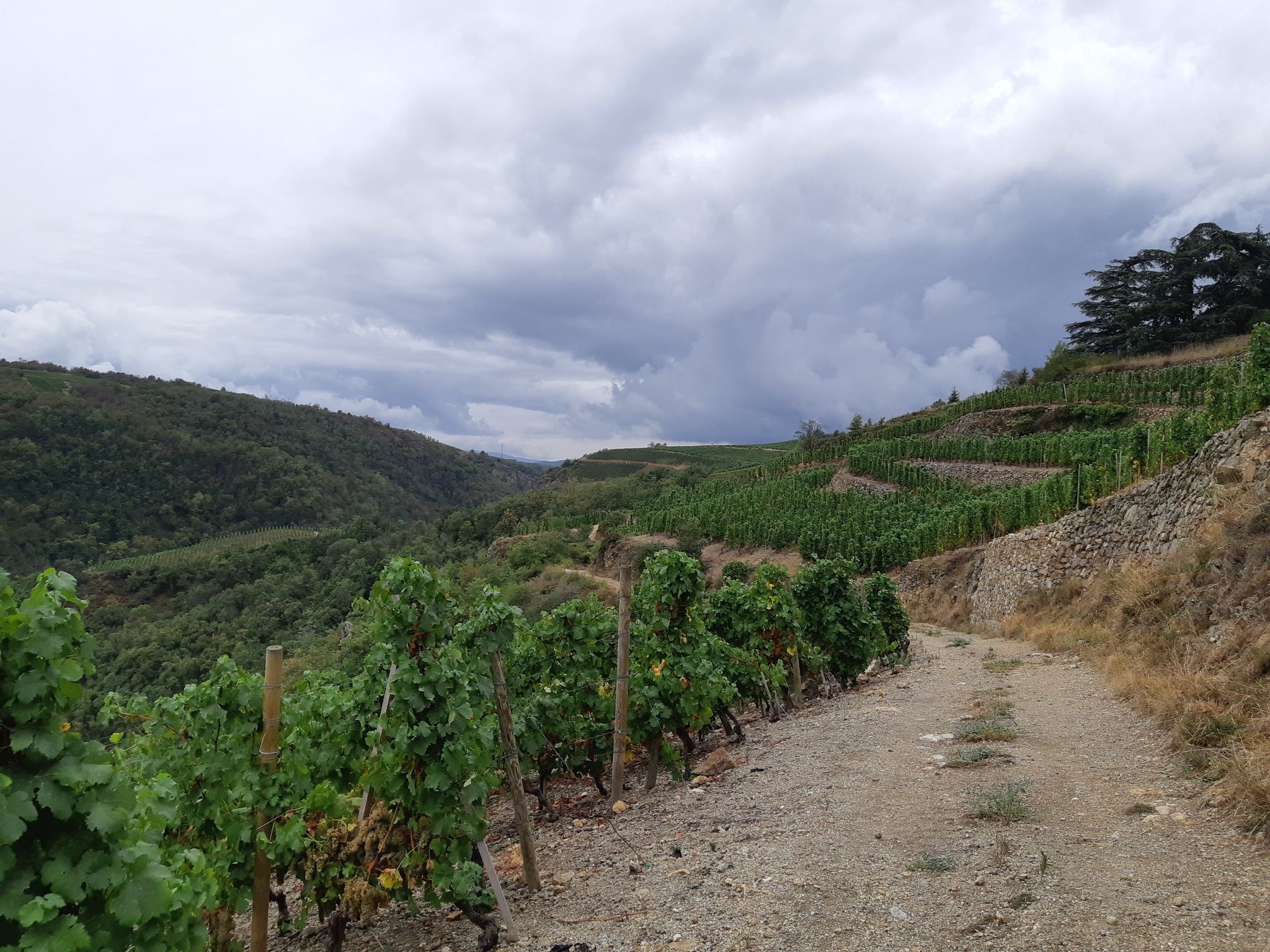 viognier