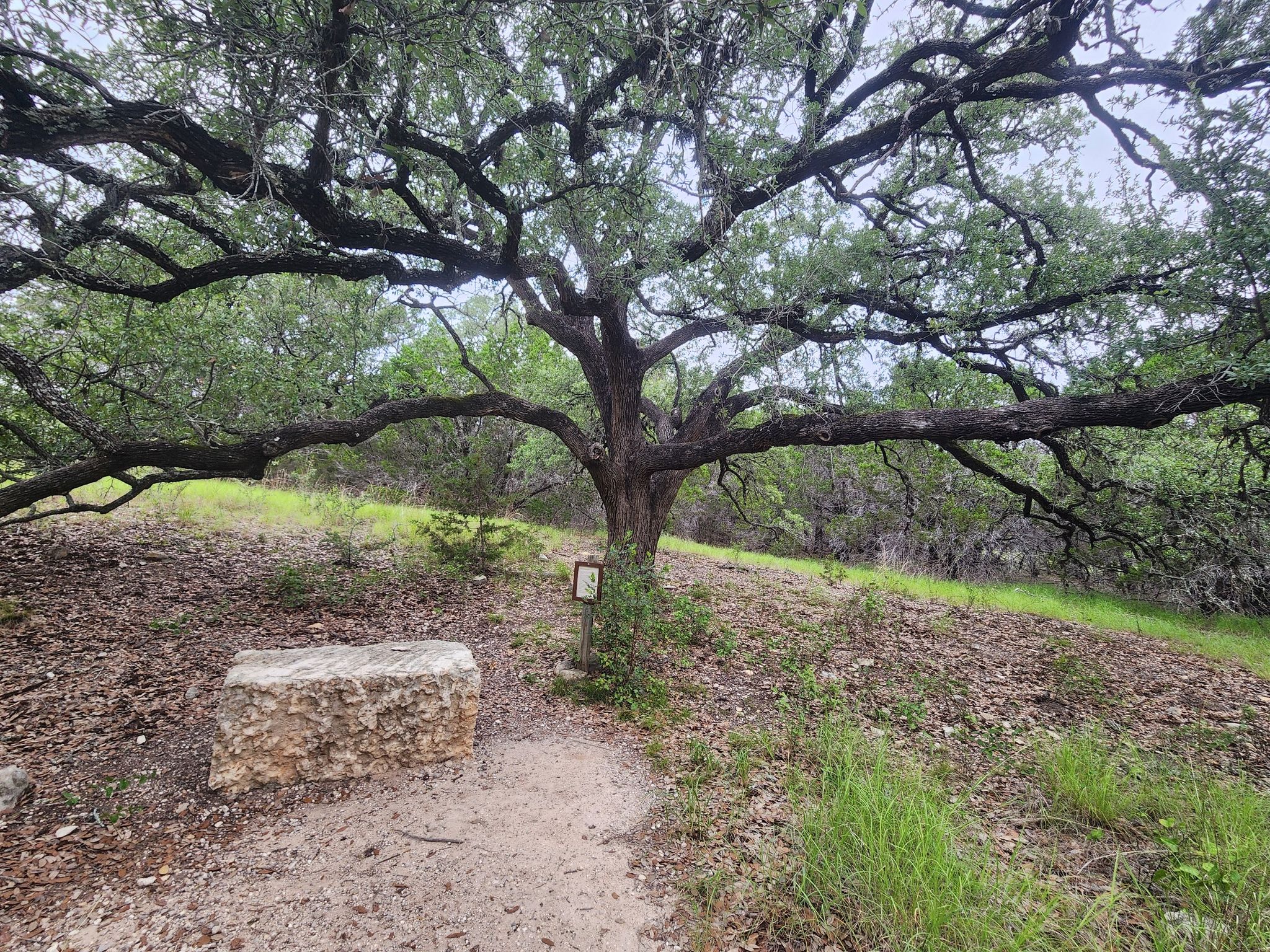 A large, sprawling tree with a stone bench and dirt path underneath. - Horse Trail South 4 & Jones Springs Trail loop
