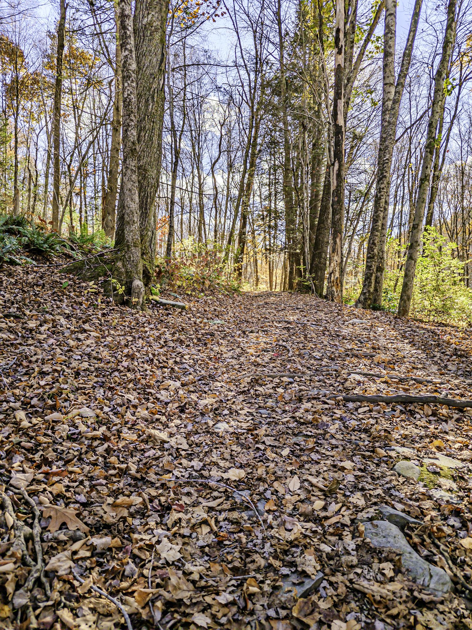 A forest path covered in autumn leaves, surrounded by tall, bare trees. - Valley Falls Loop Trail