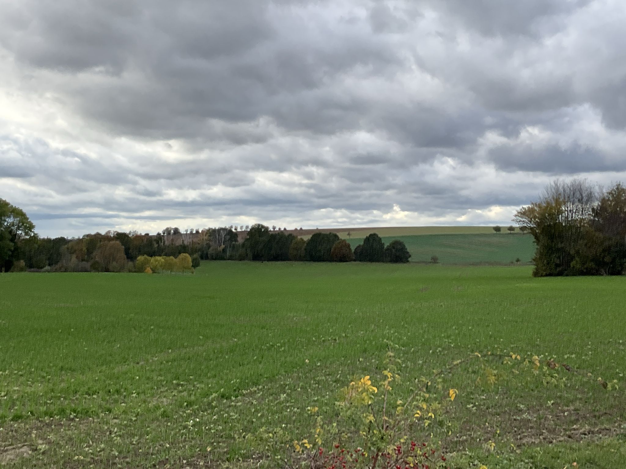 Blick zur alten Bahntrasse bei der Baumgruppe