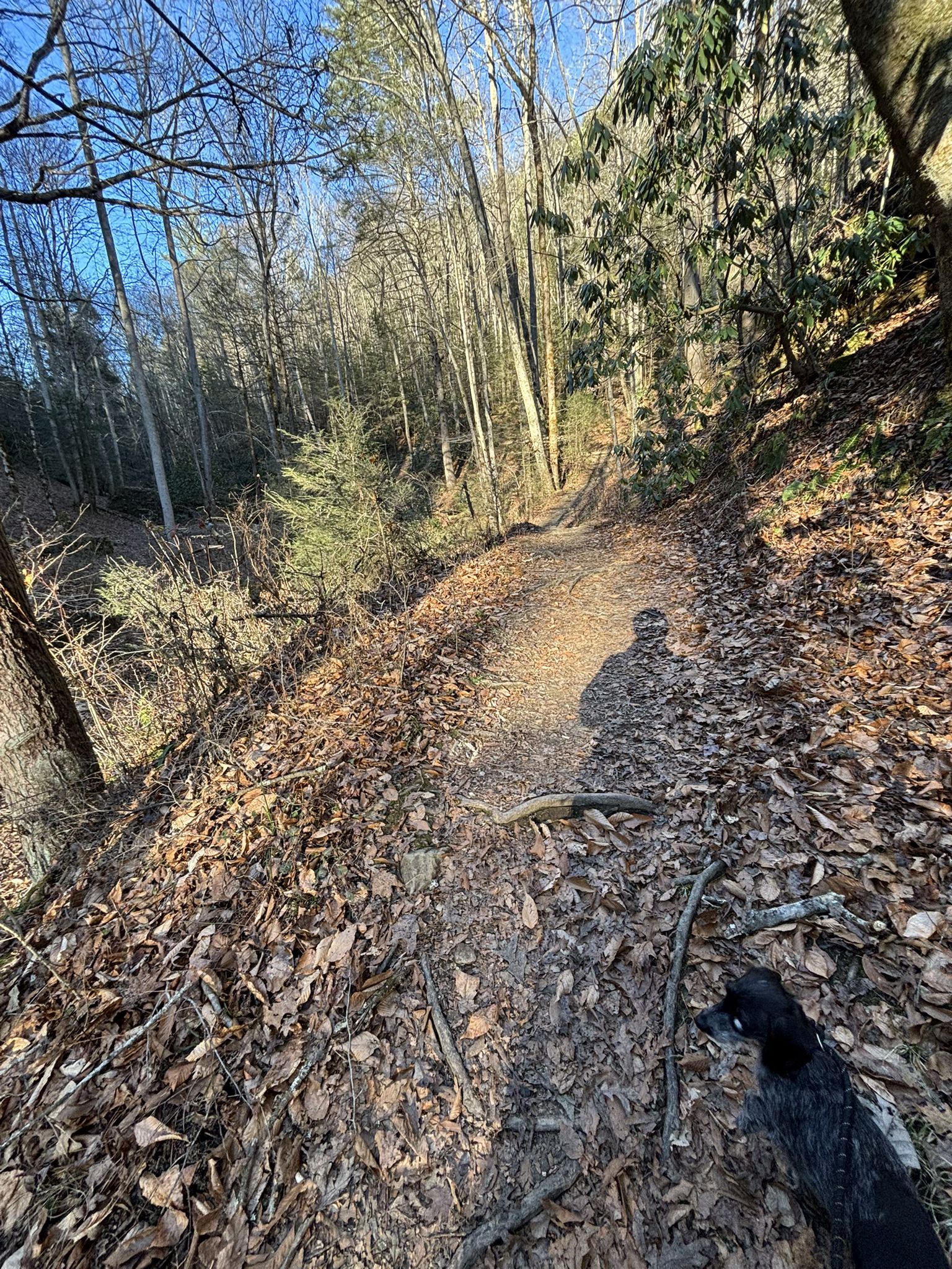 A person's shadow and a dog on a sunny, leaf-covered forest path. - Copperas Falls