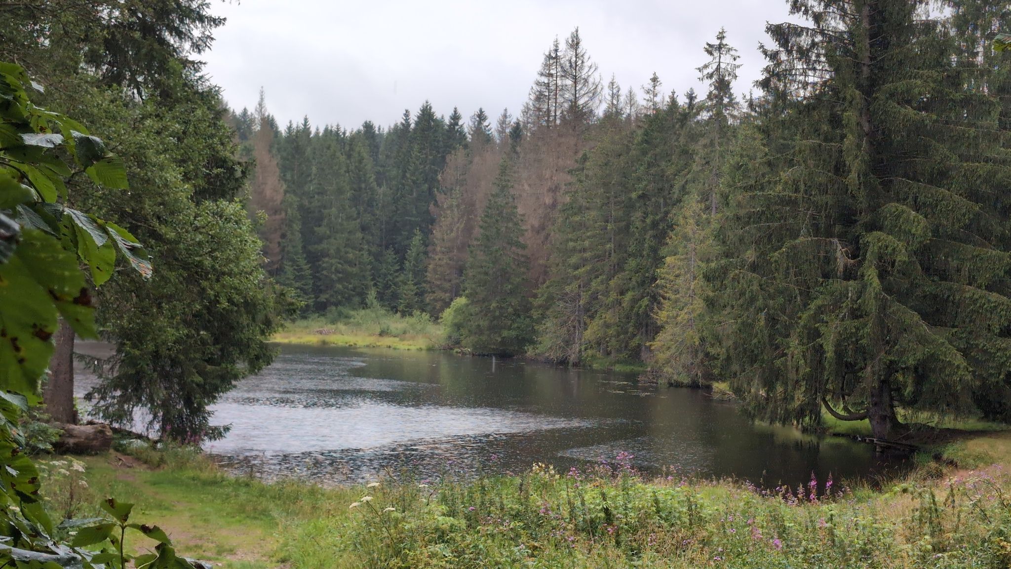 Ochsenbacher Teich