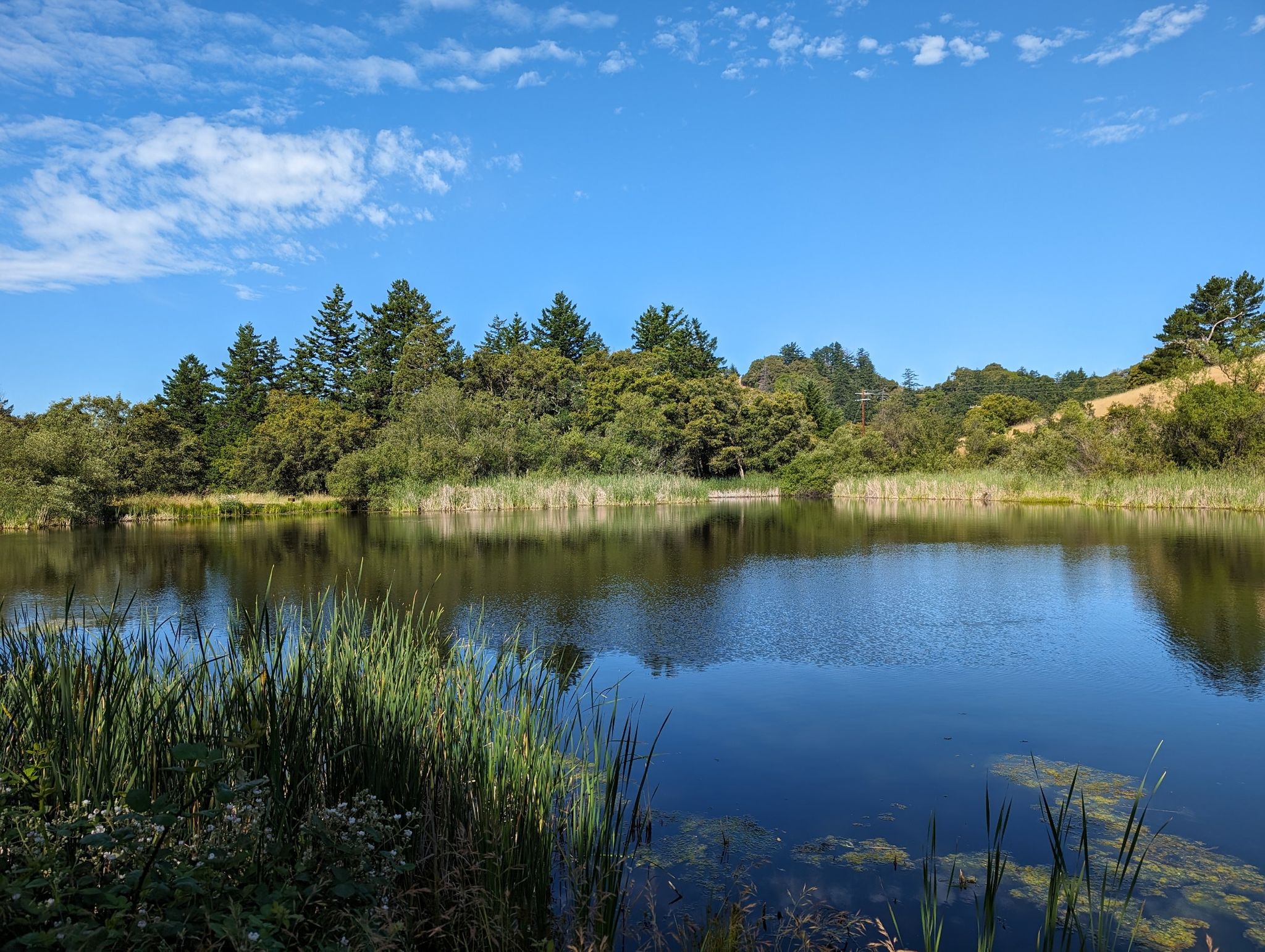 A calm lake reflecting trees and blue sky, with green reeds. - Alpine Pond Loop