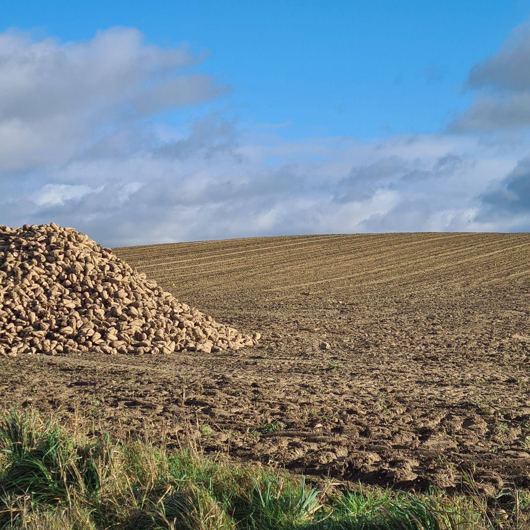 der Bleckmarberg (95m) - das ist der sanfte Buckel rechts vom Rübenhaufen😉