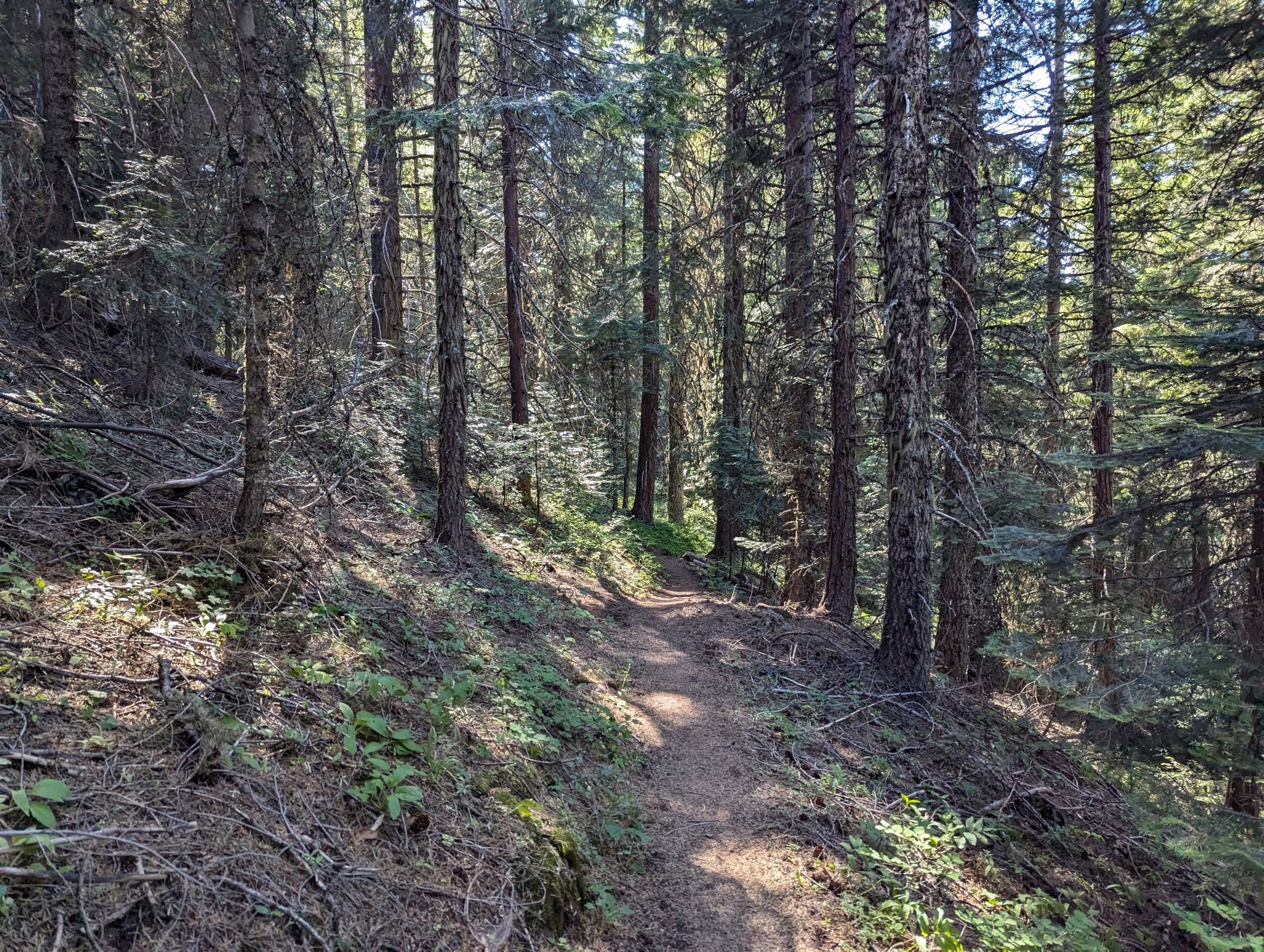 A sun-dappled dirt path winds through a dense evergreen forest. - Pacific Crest Trail to Hobart Bluff