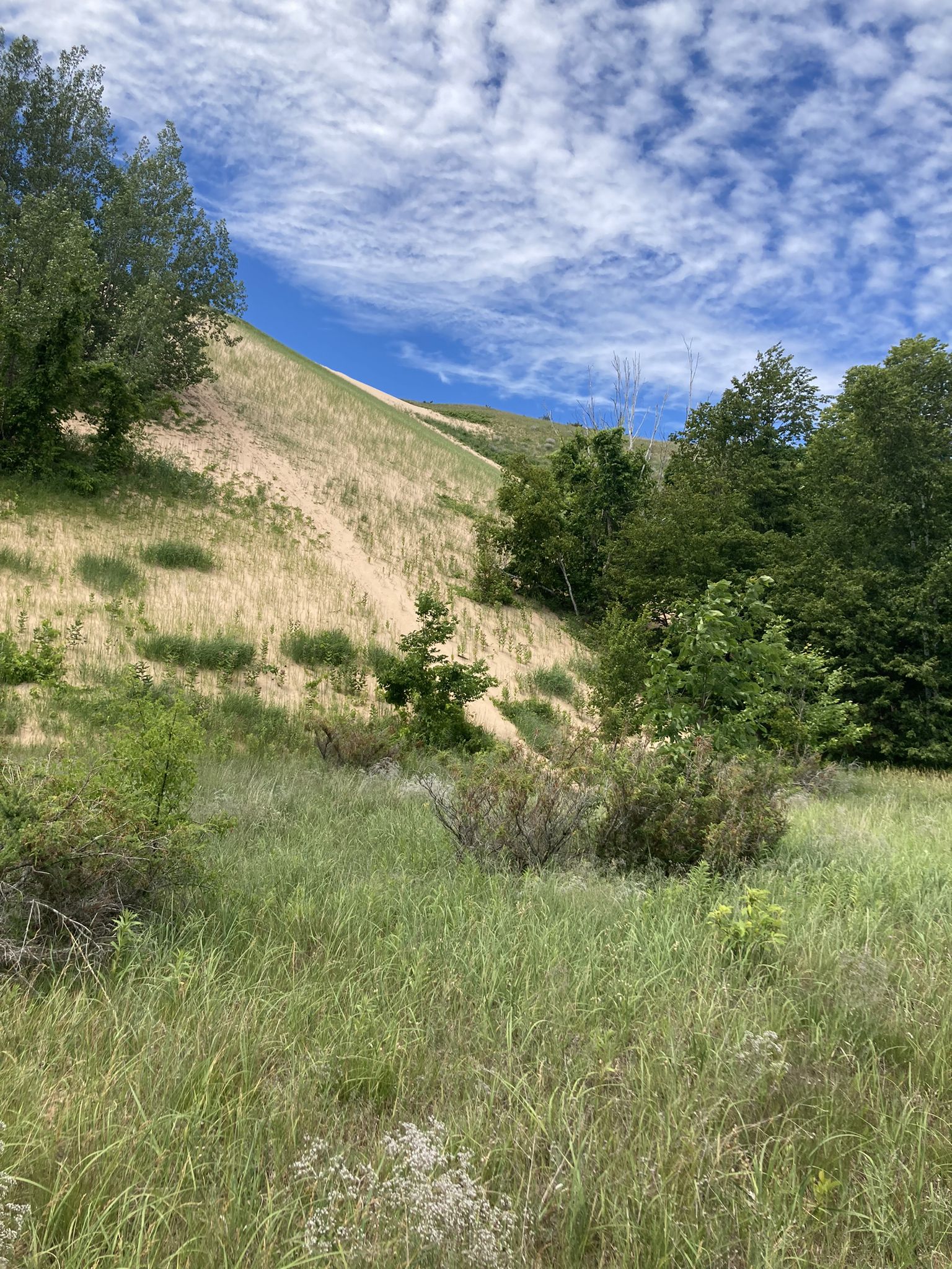 A sunny, vegetated sand dune with green trees and a blue sky. - Glen Arbor – Windy Moraine Trailhead loop from Empire