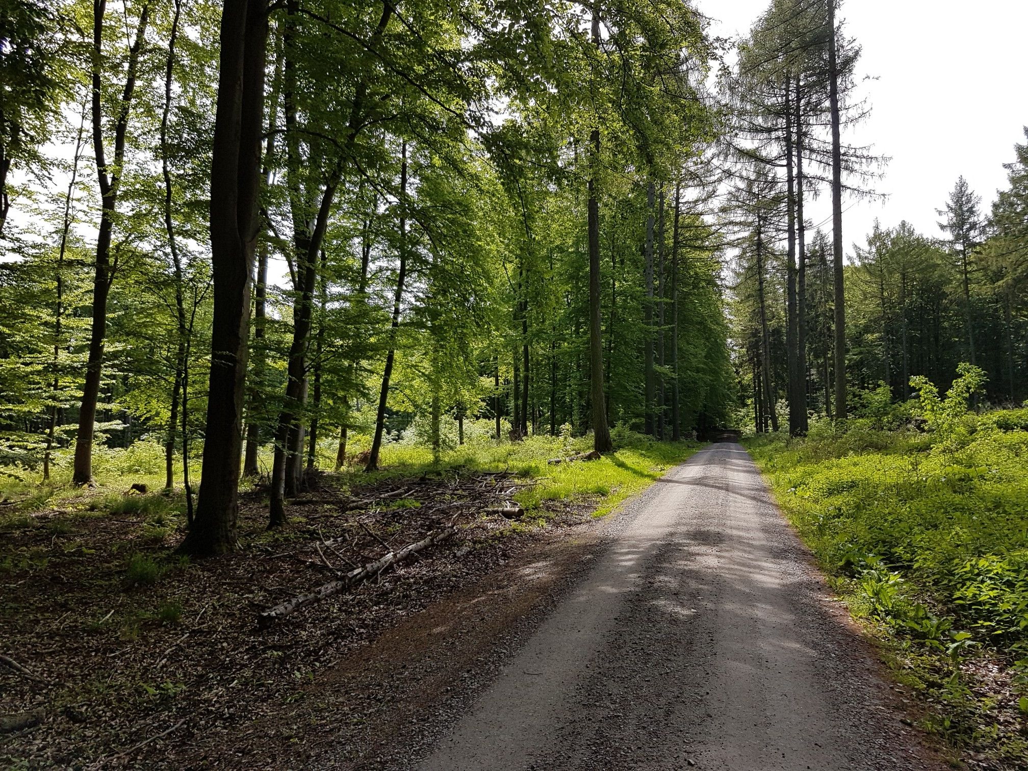 wunderschöne Waldwege 😍🚴‍♂️