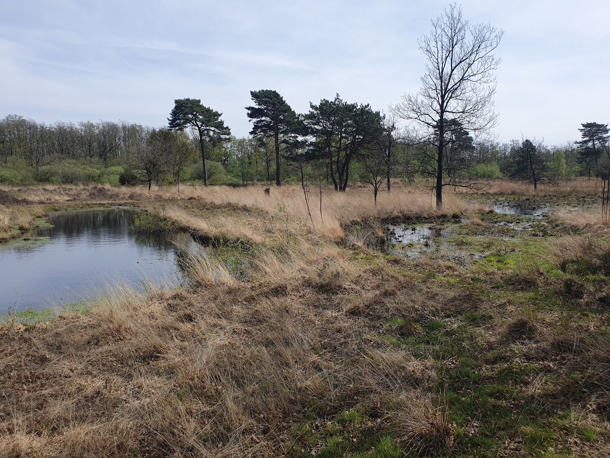 De Tikkebroeken is een moeras landschap. Voor wandelaars zijn vlonders aangelegd boven de drassige stukken.