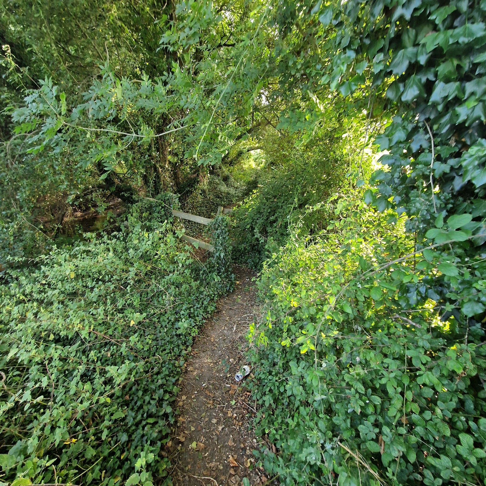 Pathway to trail