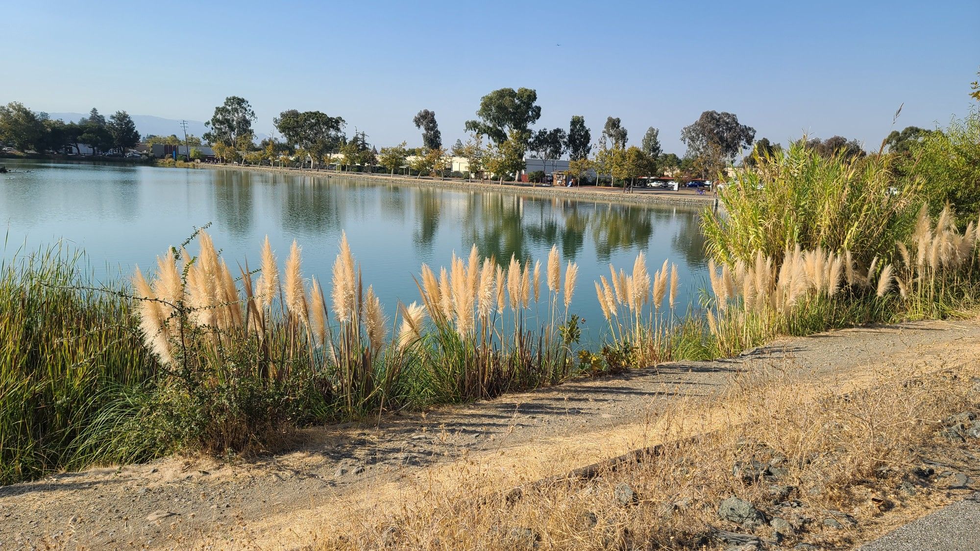 Sunny lake with tall feathery reeds in the foreground, distant trees. - Los Gatos Creek Trail