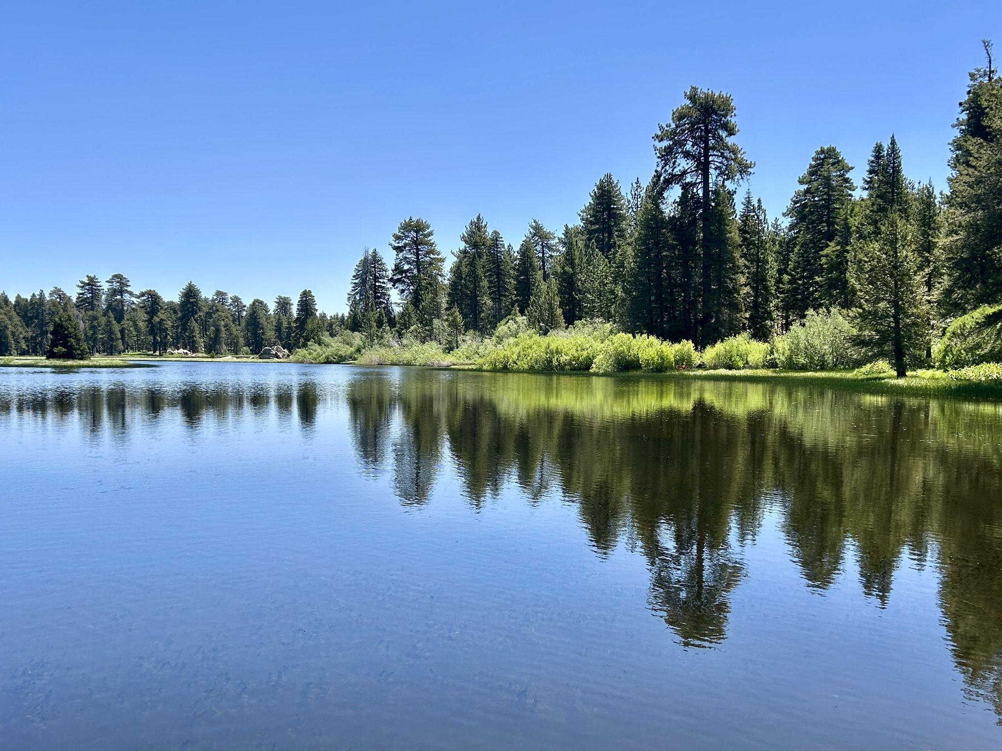 Serene lake reflecting a dense pine forest under a bright blue sky. - Bluff Lake Reserve Loop