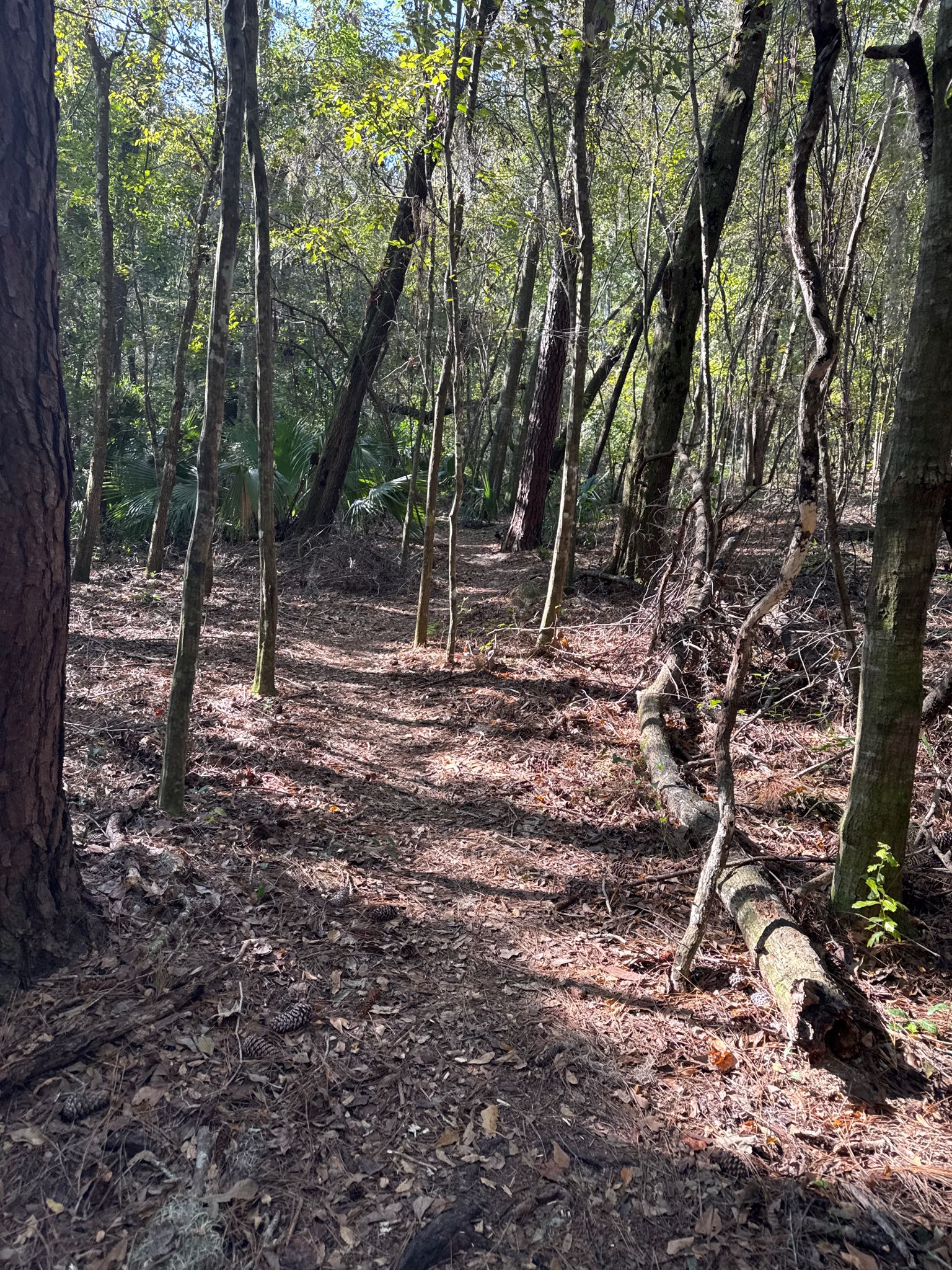 A sun-dappled dirt path winds through a dense, leafy forest with thin trees. - Sweetwater Preserve West Trail