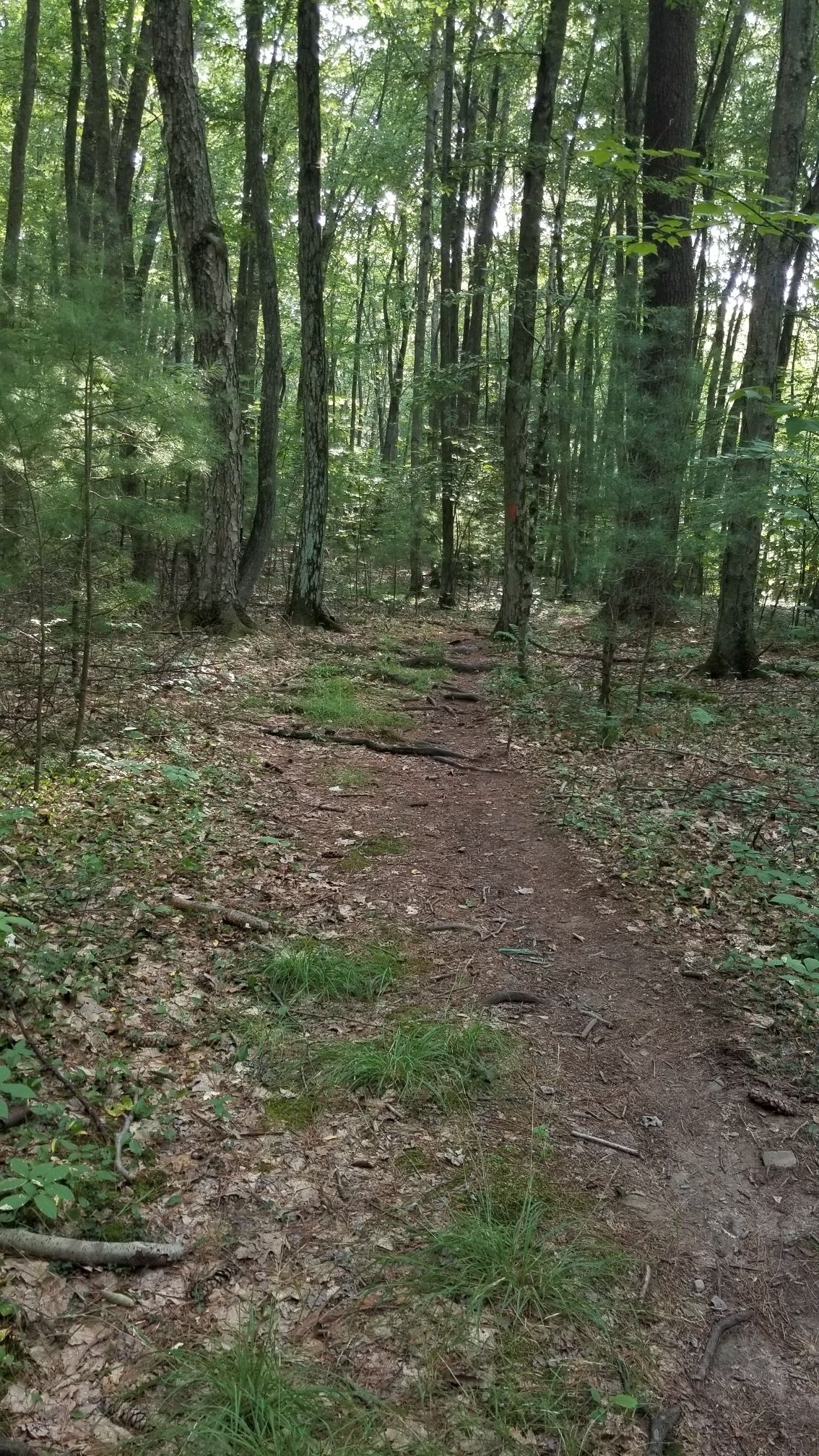 A woodland path covered in leaves and grass, surrounded by tall trees. - Deer Trail, Hilltop Trail, and Maconaquah Trail Loop