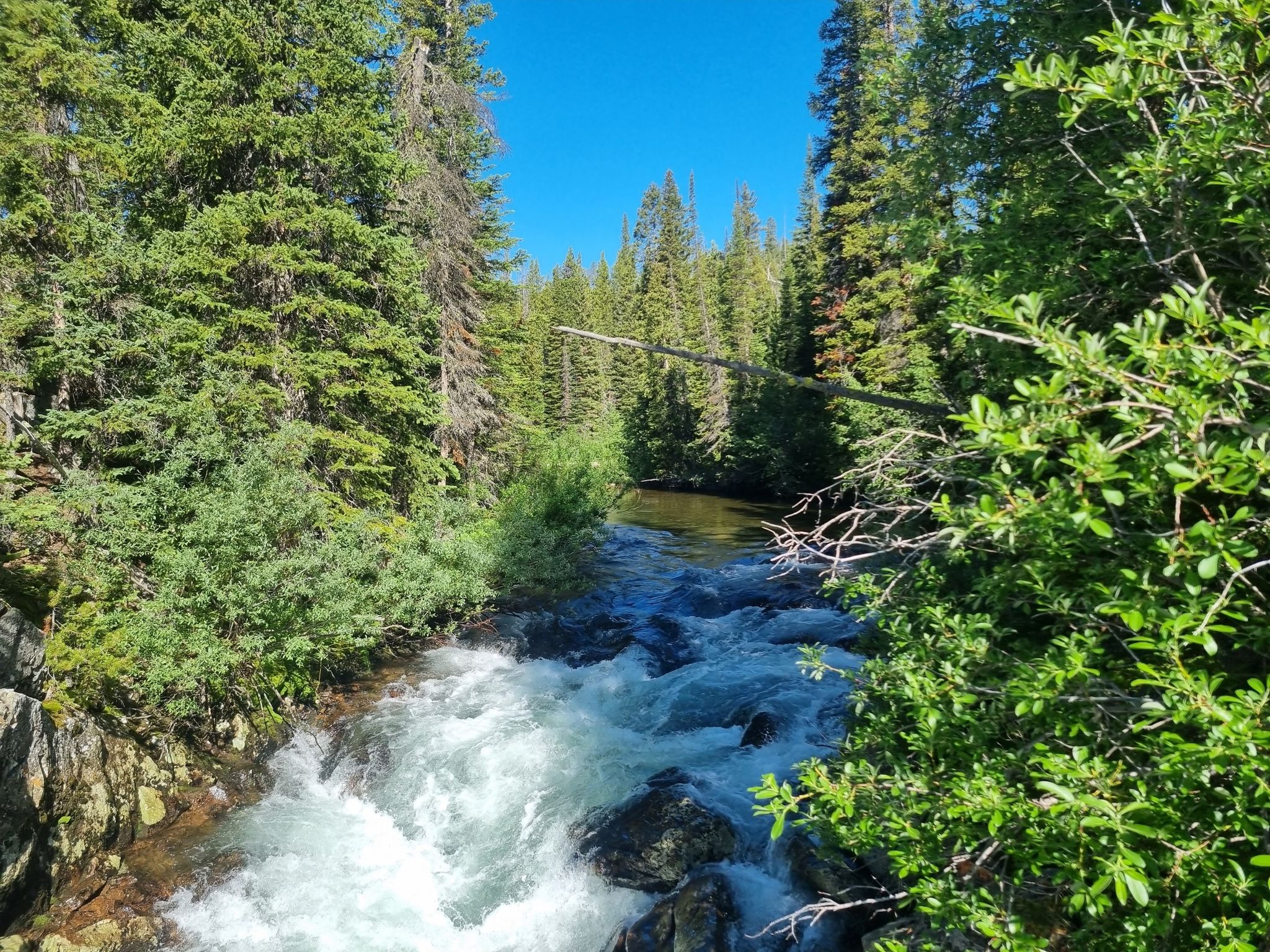 A clear, rushing river flows through a dense, sunlit evergreen forest. - Kersey Lake Trail