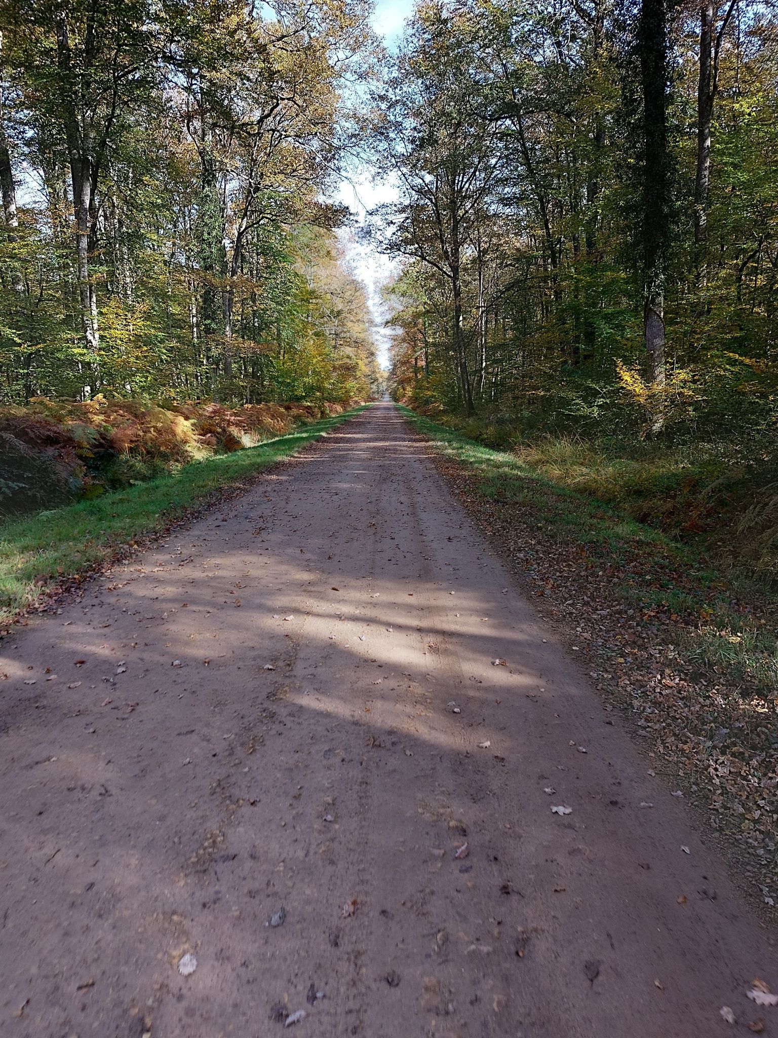 hoofdroute bos