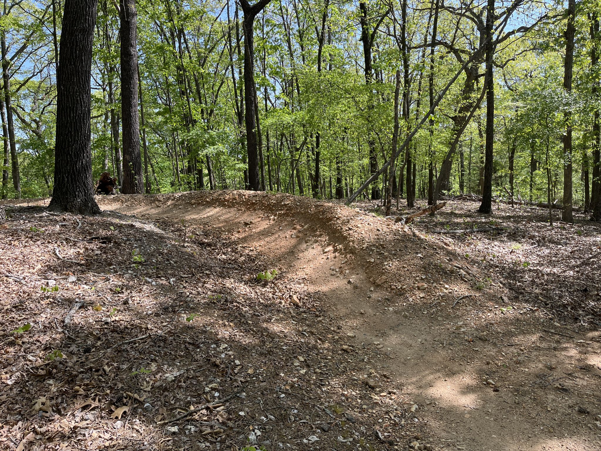 A dirt bike jump on a sunny forest trail with green trees. - Overlook Trail – Lake Leatherwood Park loop from Thorncrown Chapel