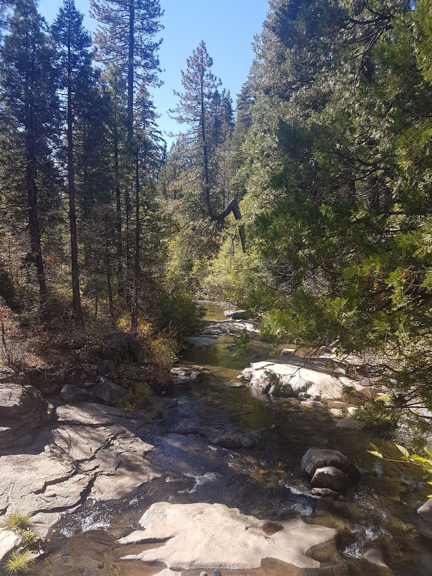 A clear stream flows over rocks through a sunlit evergreen forest. - South Grove Trail