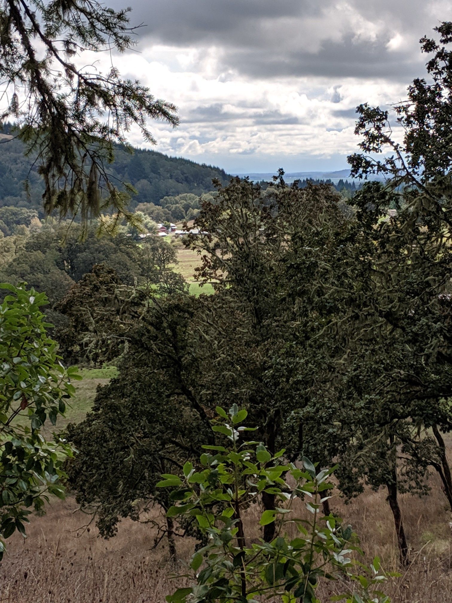 Overcast sky above a lush valley seen through dense green trees. - Mulkey Ridge Trail and Allen Throop Loop
