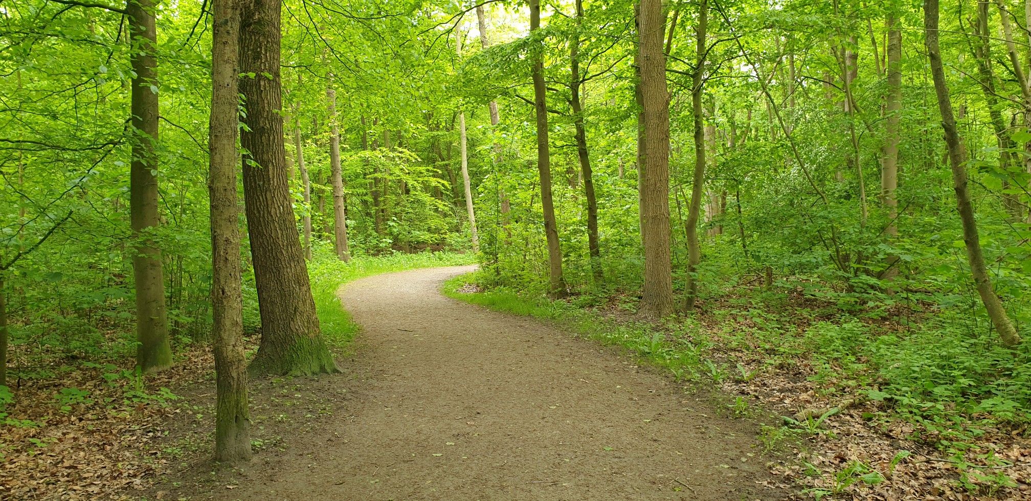 im Stadtwald Garding/Kirchkoog