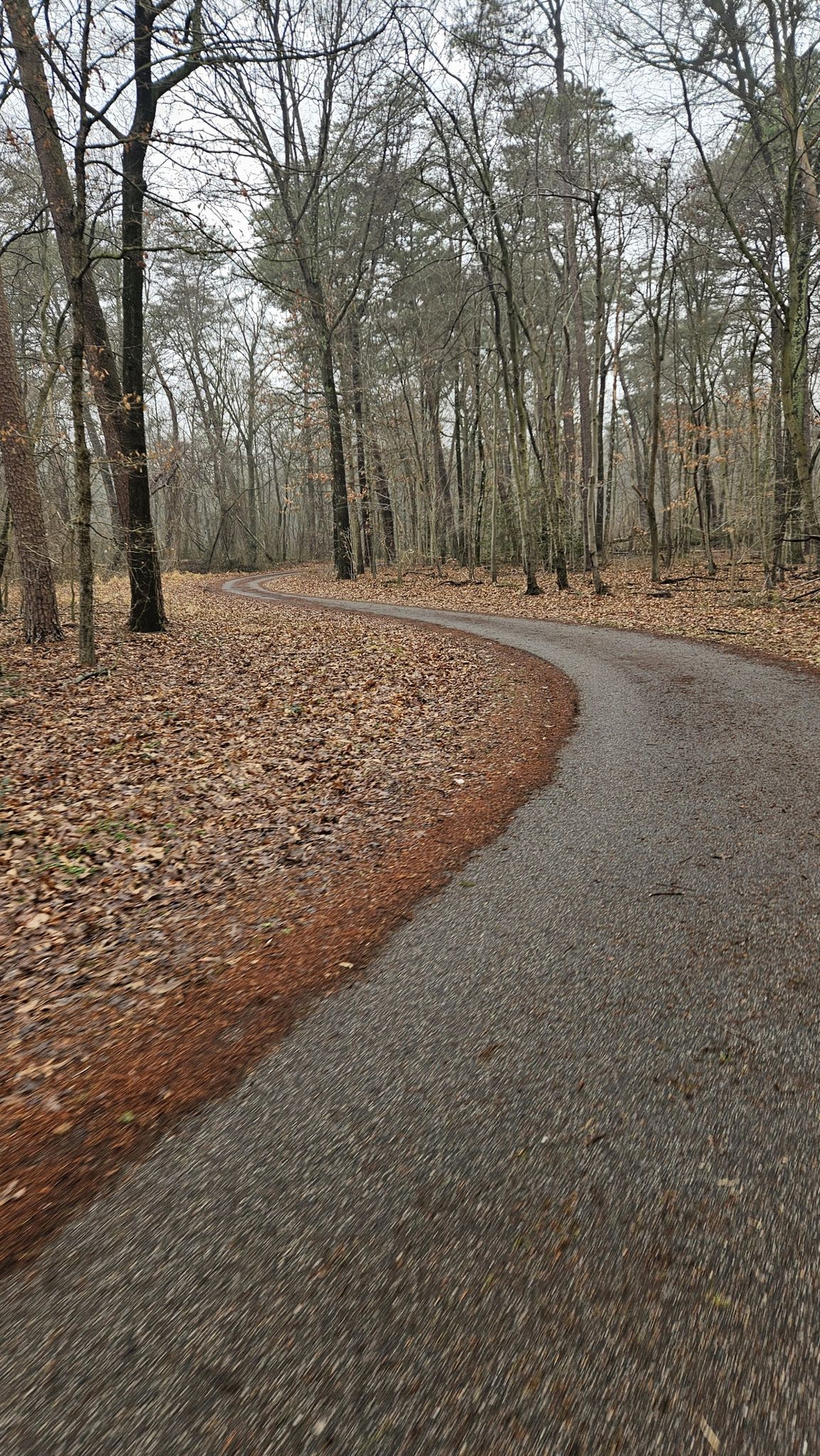 Paved path curving through a bare forest with fallen leaves on an overcast day. - BWI Trail